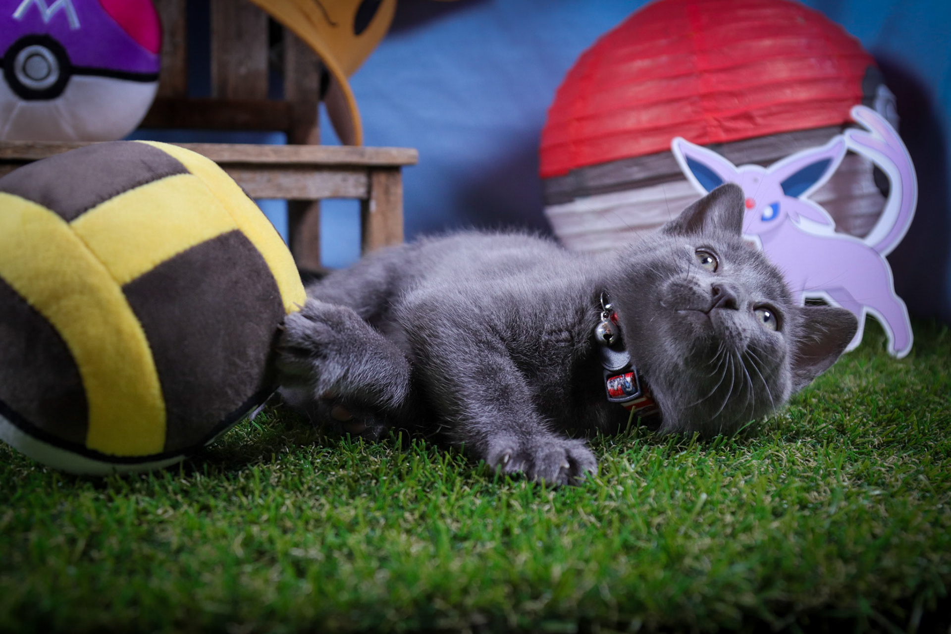 Espeon (F-DSH-Black)