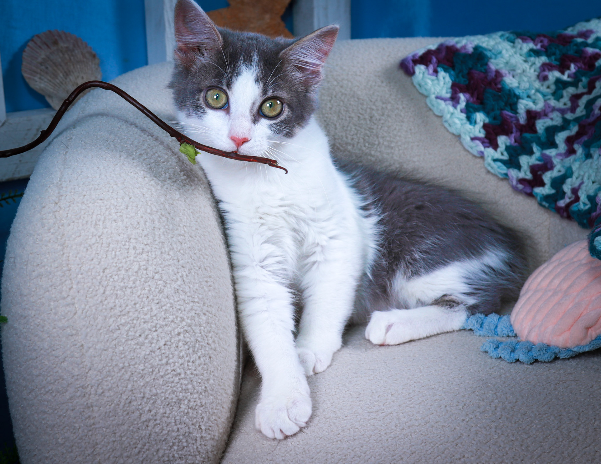 Scarlet (F-DSH-Gray/White)