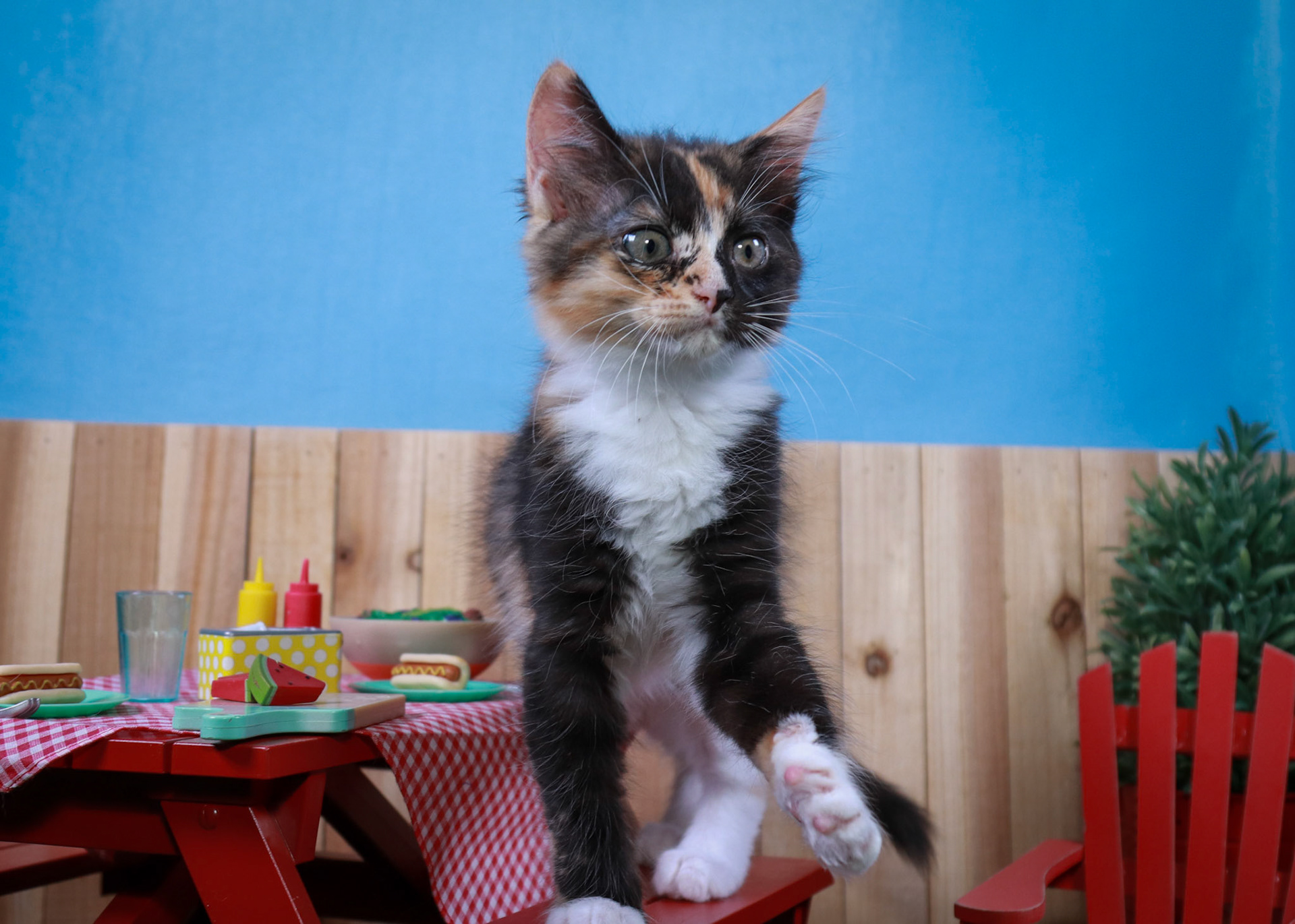 Snickers (F-DMH-Dilute/Calico)