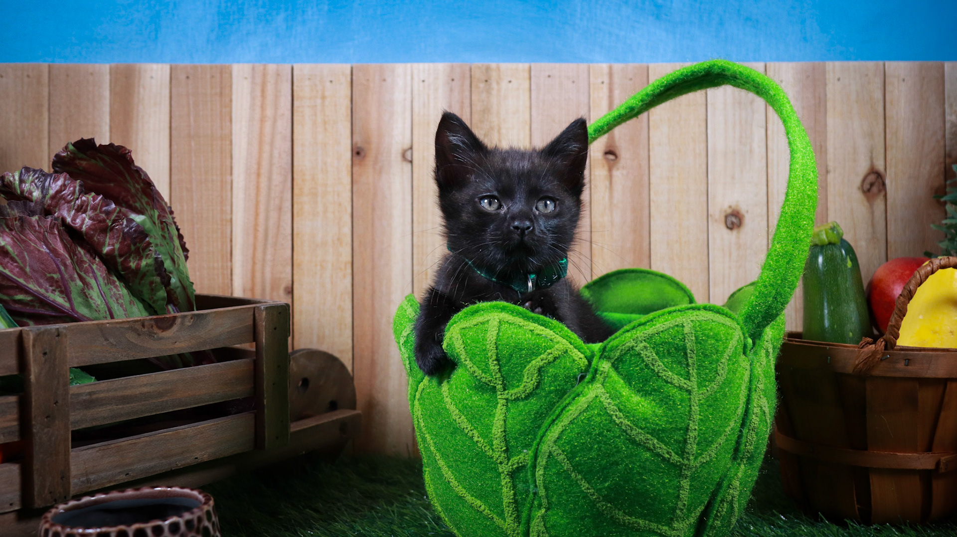 Clover (F-DSH-Black)