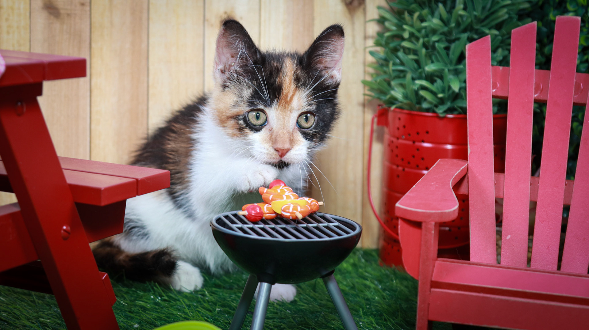 Calypso (F-DSH-Calico)