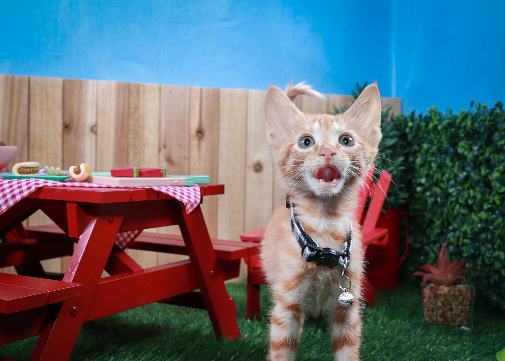 Tator Tot(M-DSH-Ginger)