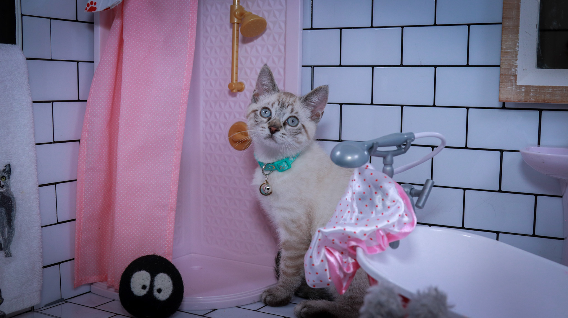 Howl (M-DSH-Links Point Siamese)