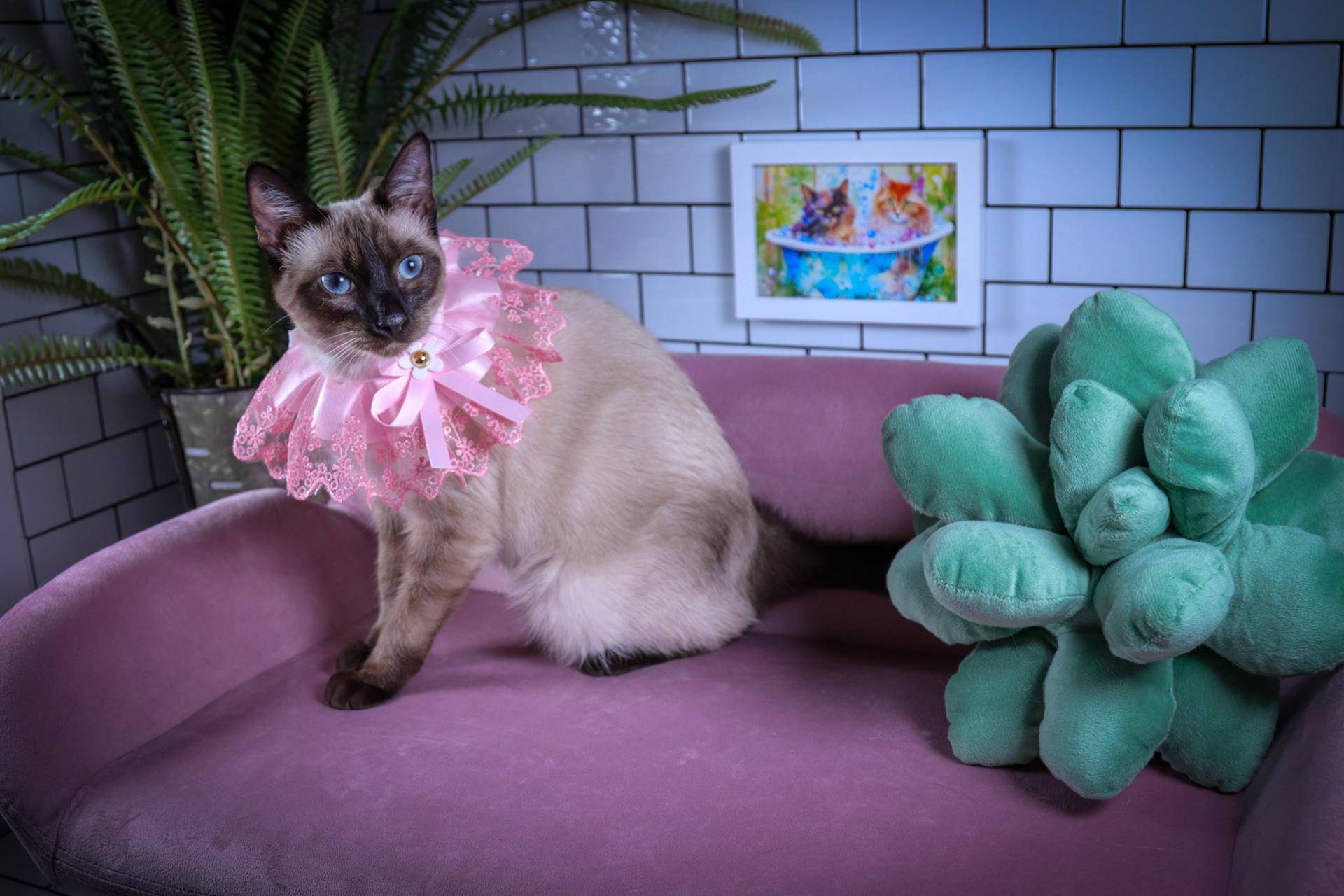 Lenore (F-DSH-Seal Point Siamese)