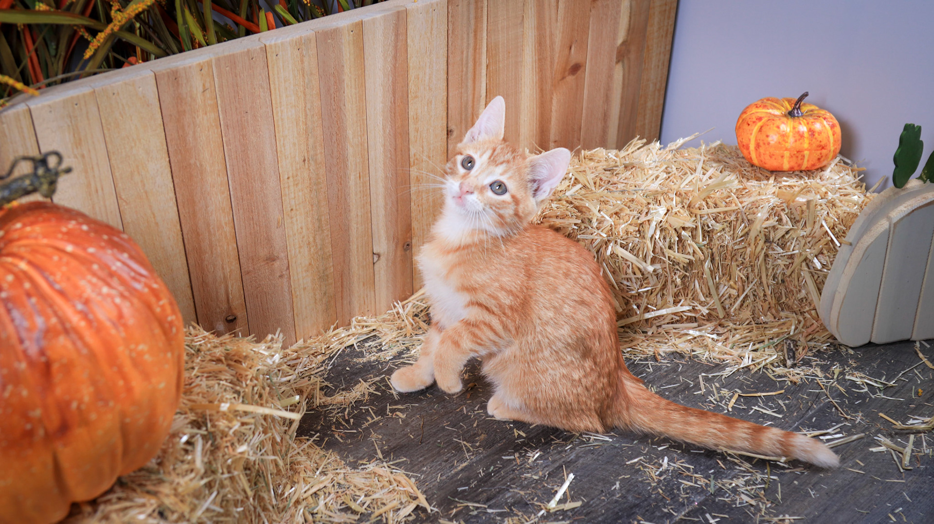 Chester (M-DSH-Ginger)