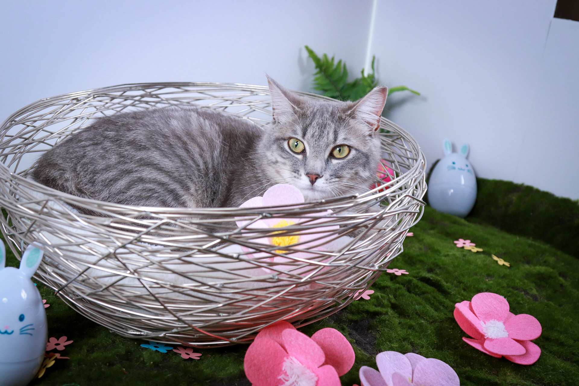 Bunny (F-DSH-Gray Tabby)