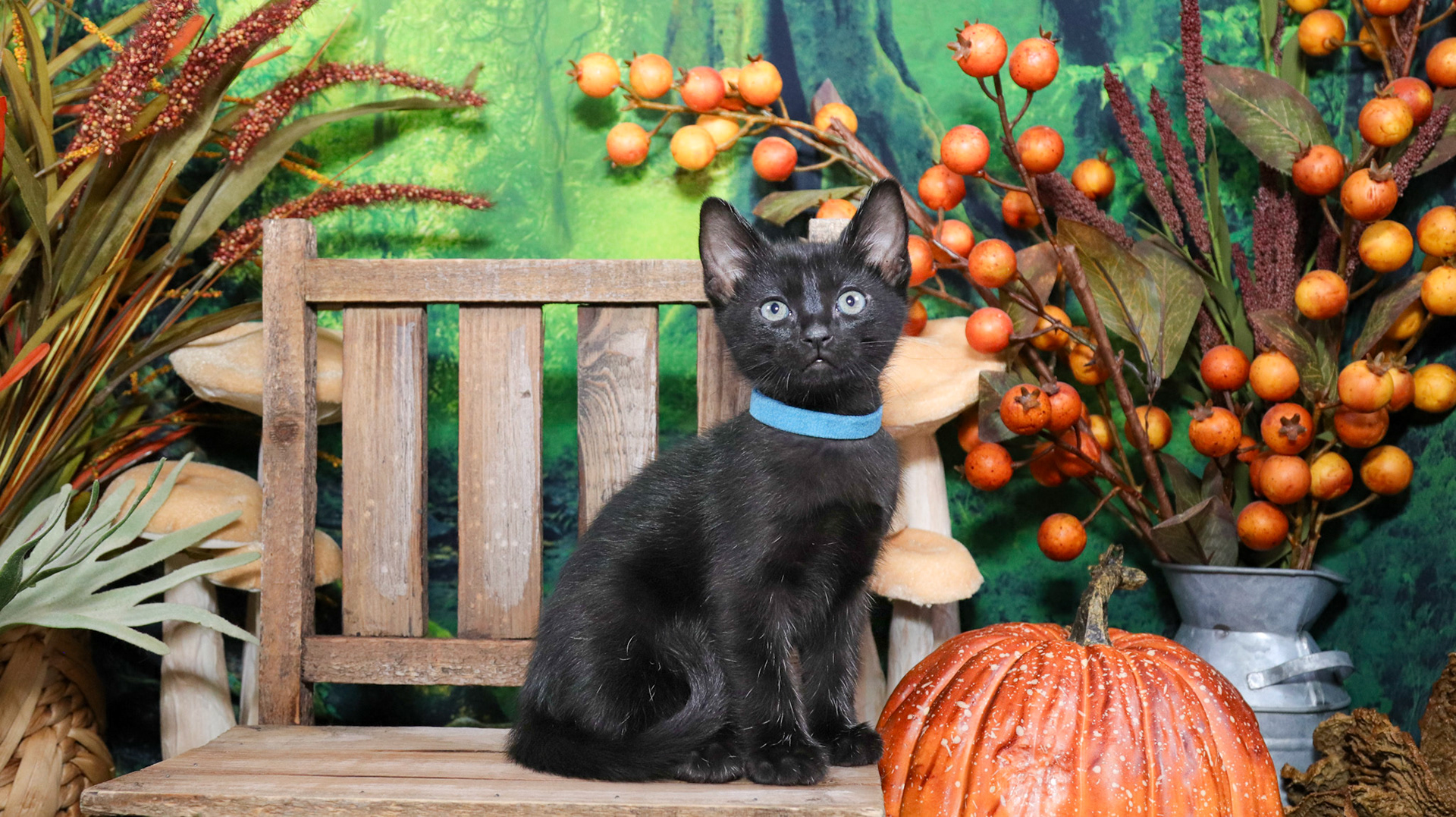 Koa (M-DSH-Polydactyl/Black)