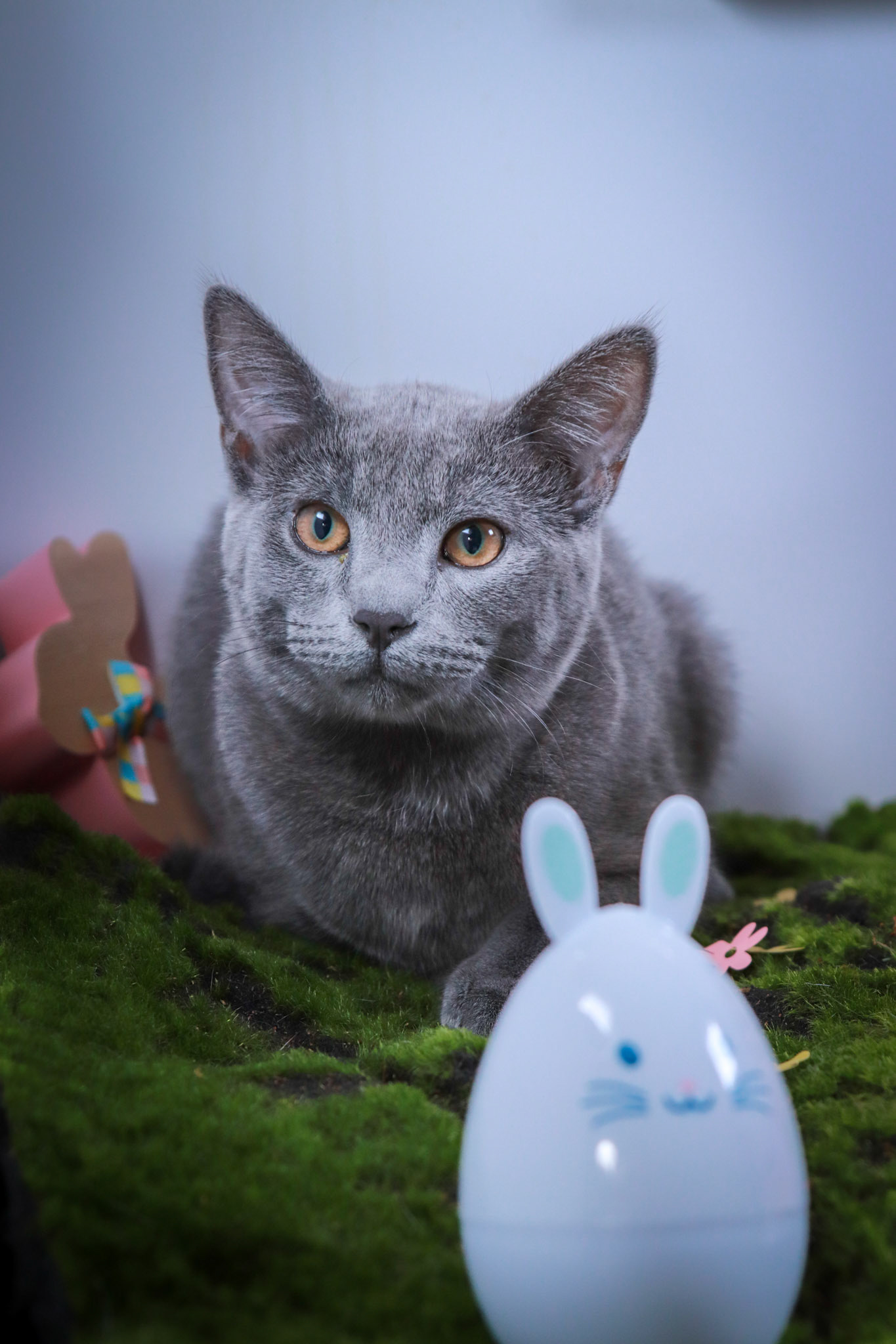 Moose (M-DSH-Russian Blue)