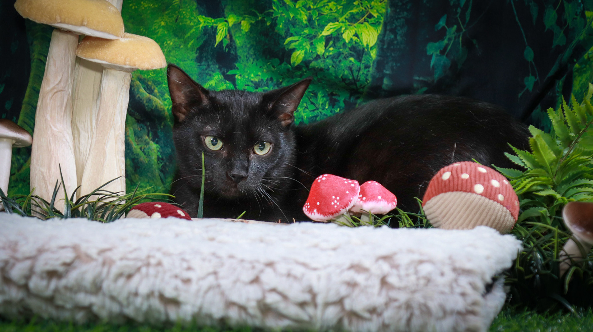 Binx (M-DSH-Black)