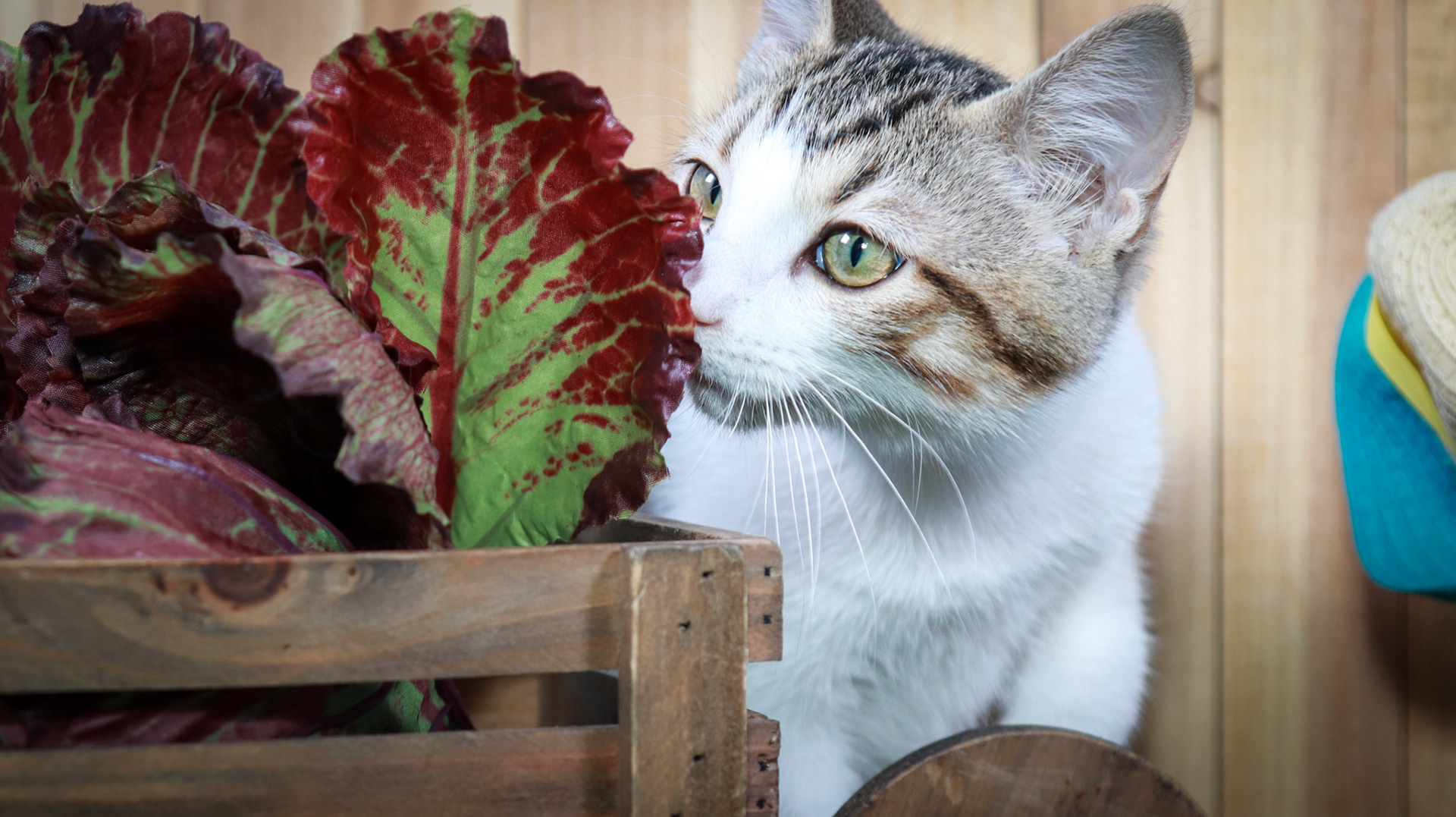 Dandy (M-DSH-Tabby/White)
