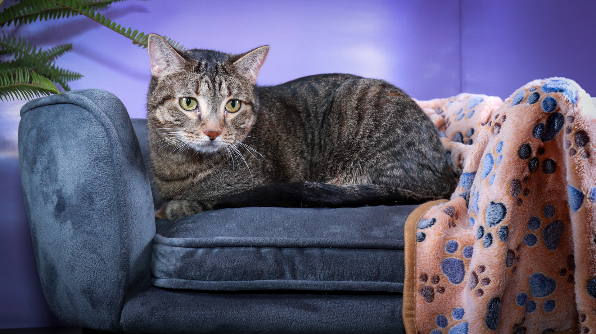 Tommy (M-DSH-Brown/Black/Tabby)