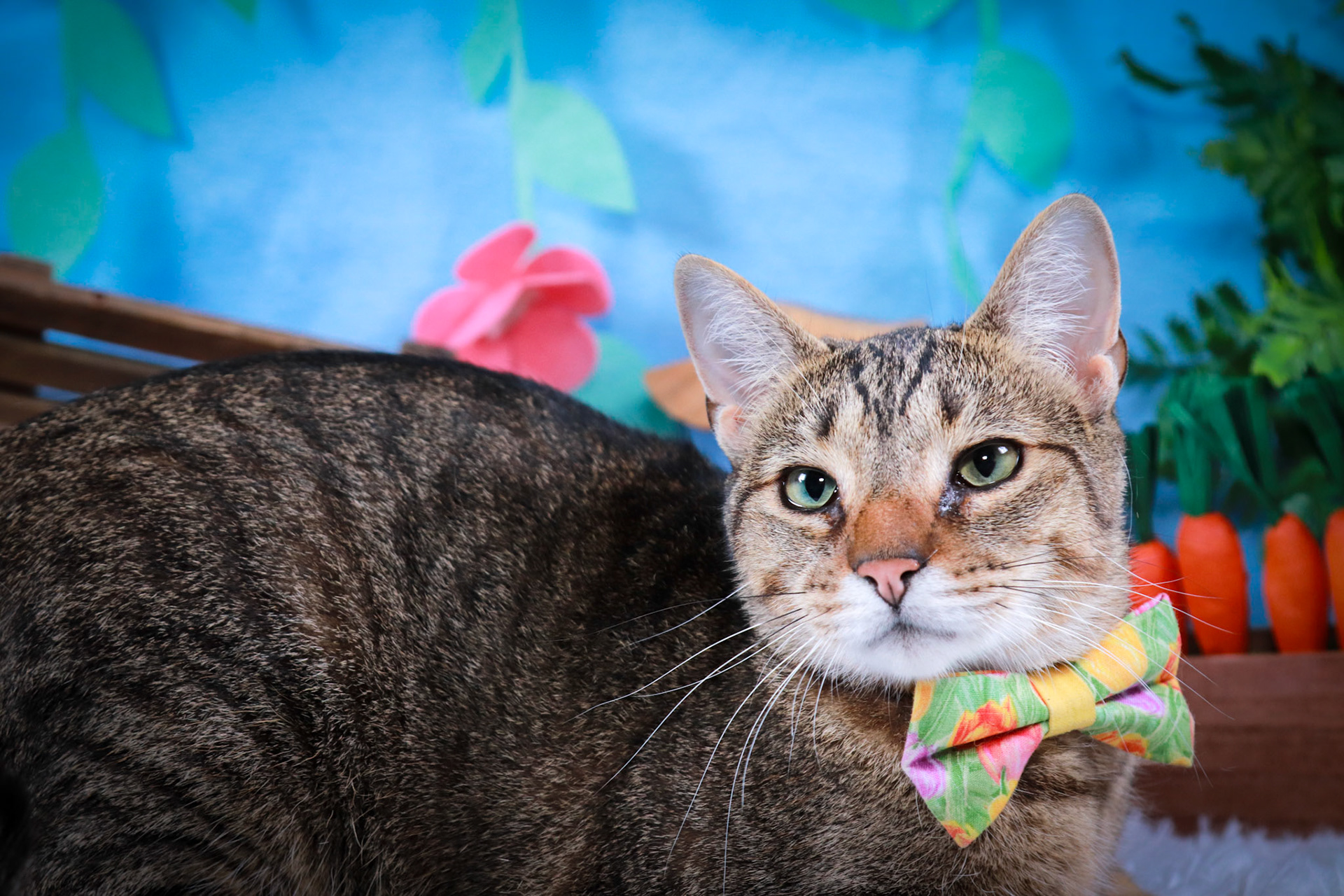 Walter (M-DSH-Tabby)