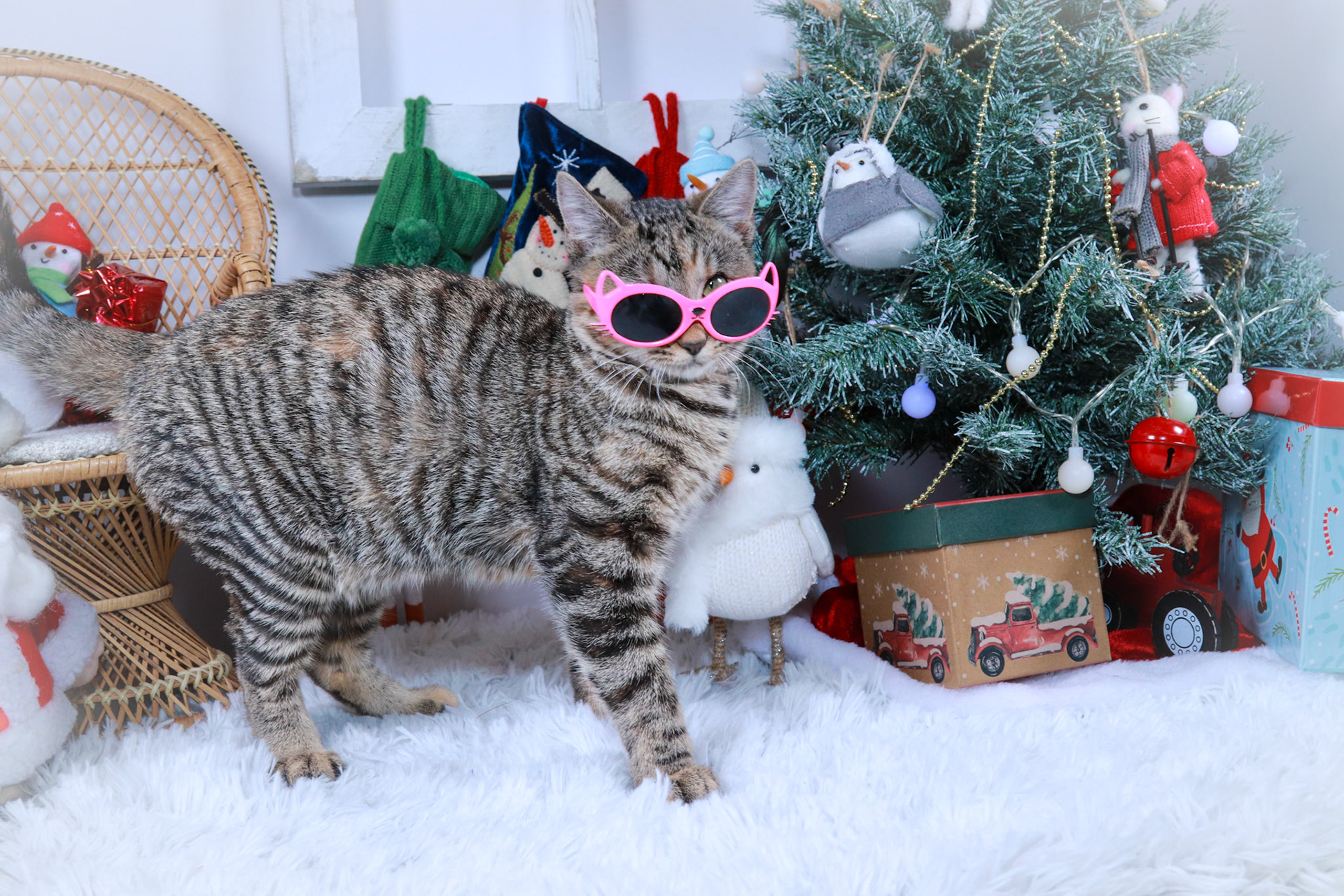Jillybelle (F-DSH-Tabby)