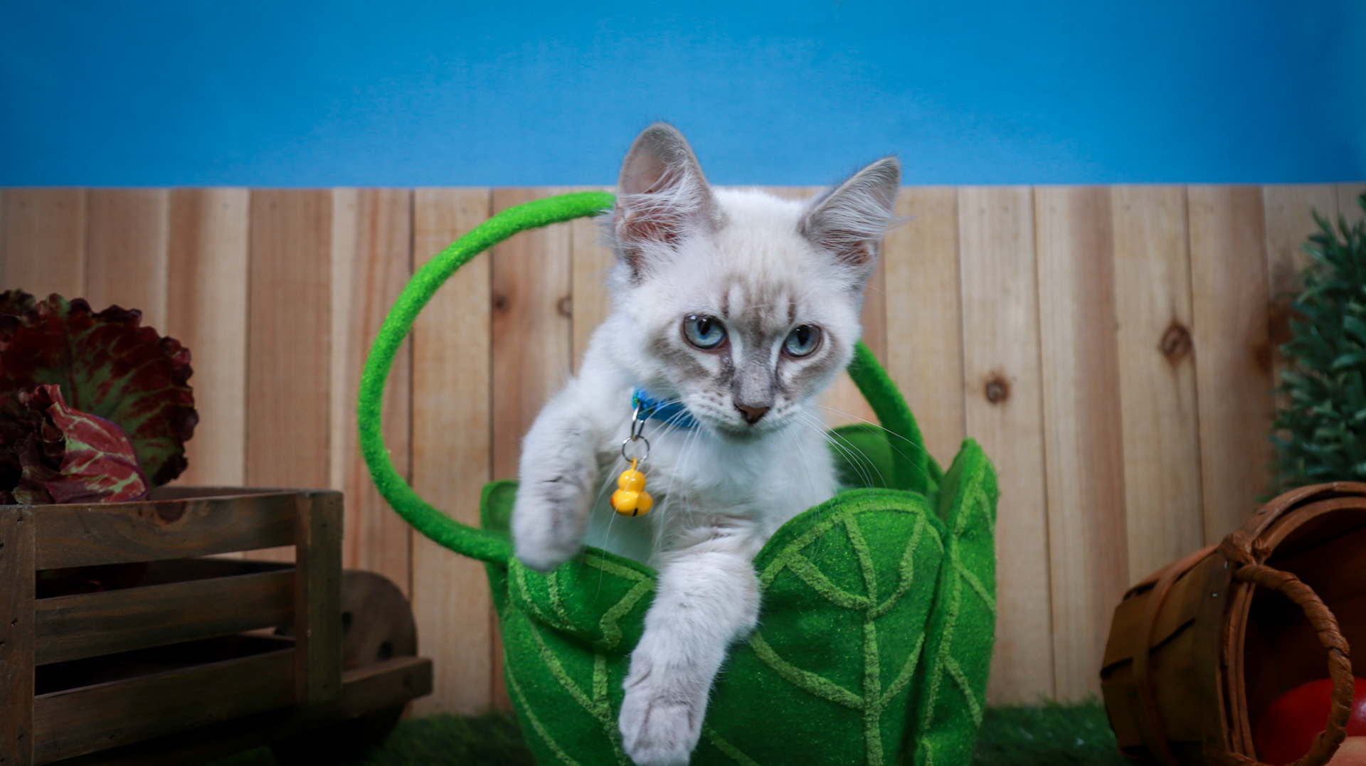 Elizabeth Taylor (F-DLH-Lynx Point Siamese)