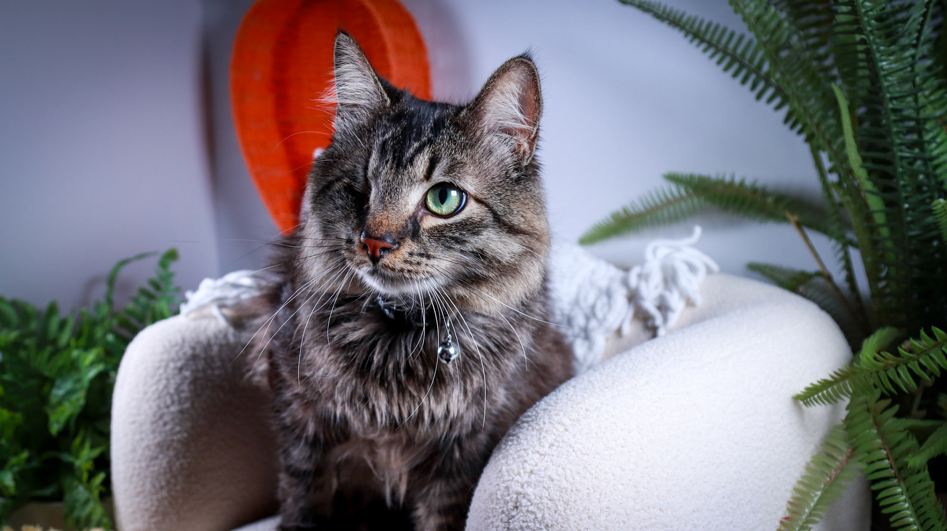 Bucky (M-DMH-Tabby)
