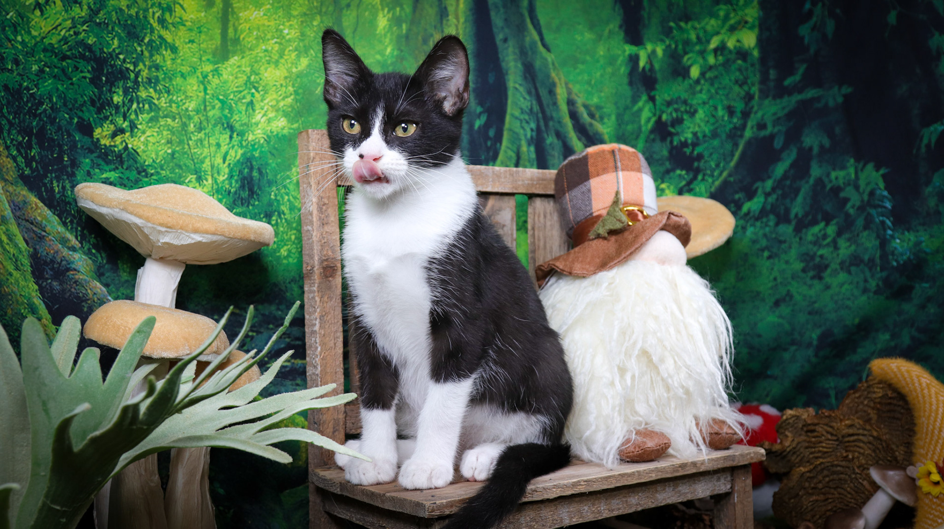 Gus (M-DSH-Black/White/Tuxie)