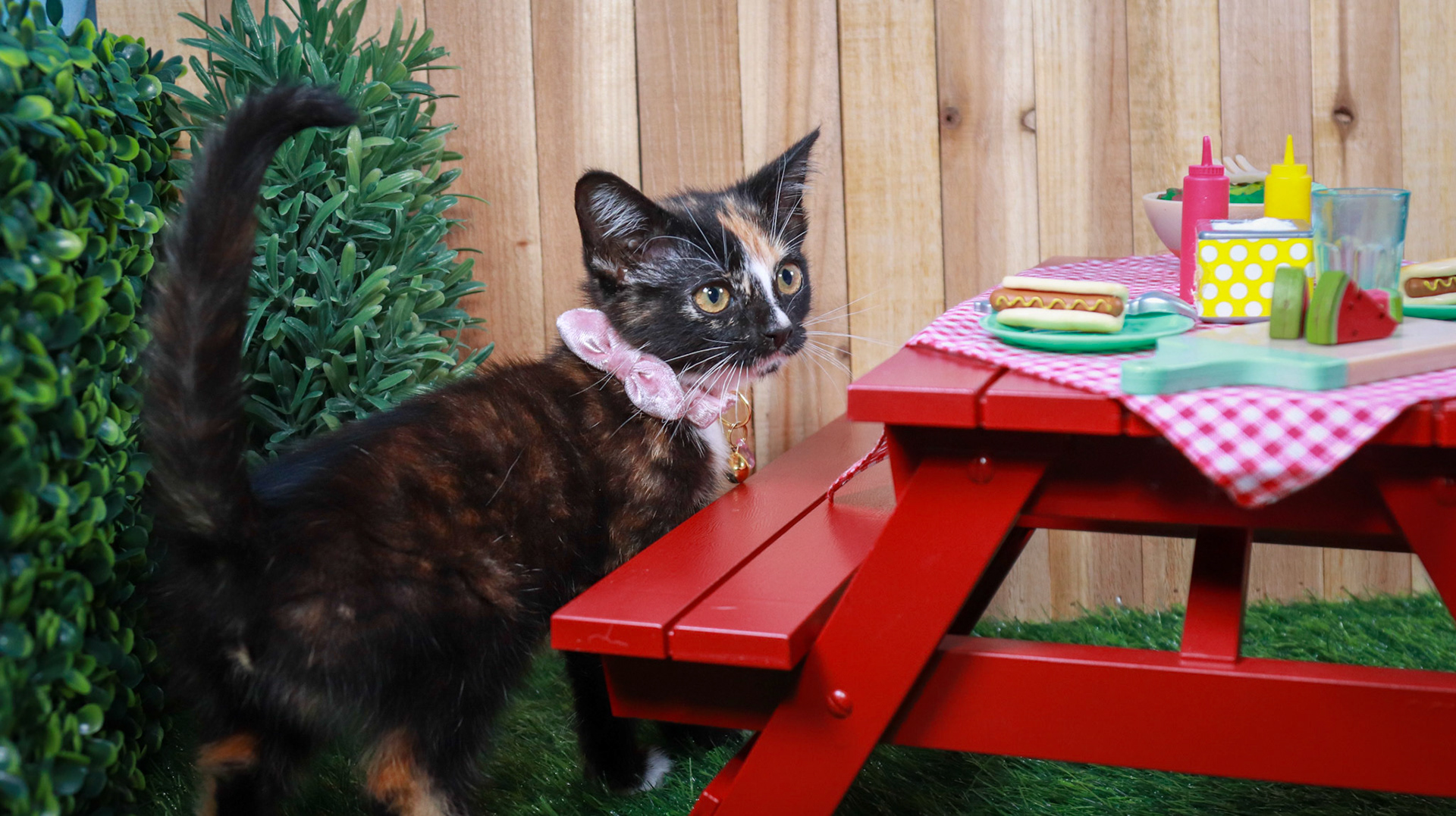 Eulalie (F-DSH-Tortico)