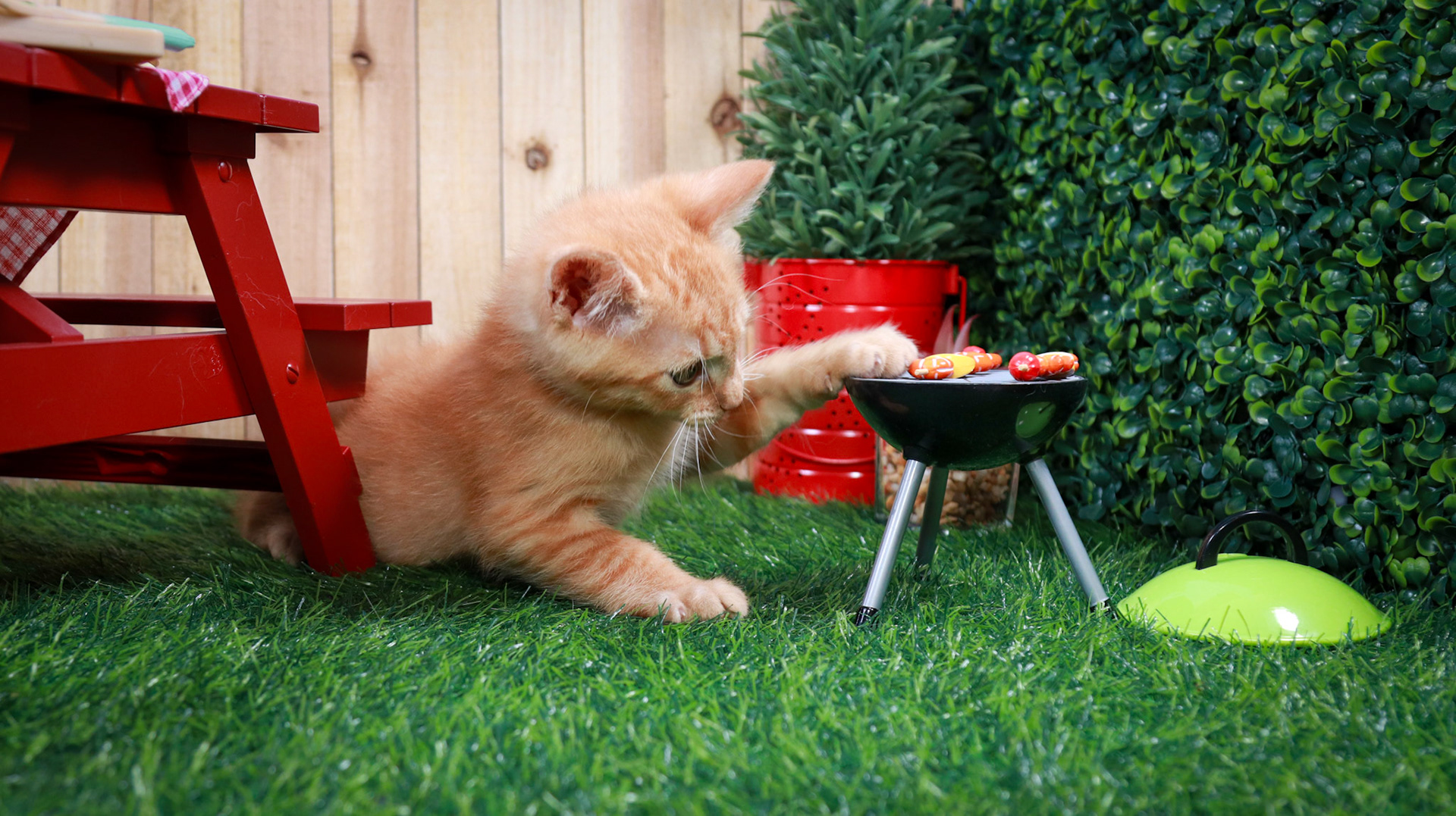 Gus Gus (M-DSH-Ginger)