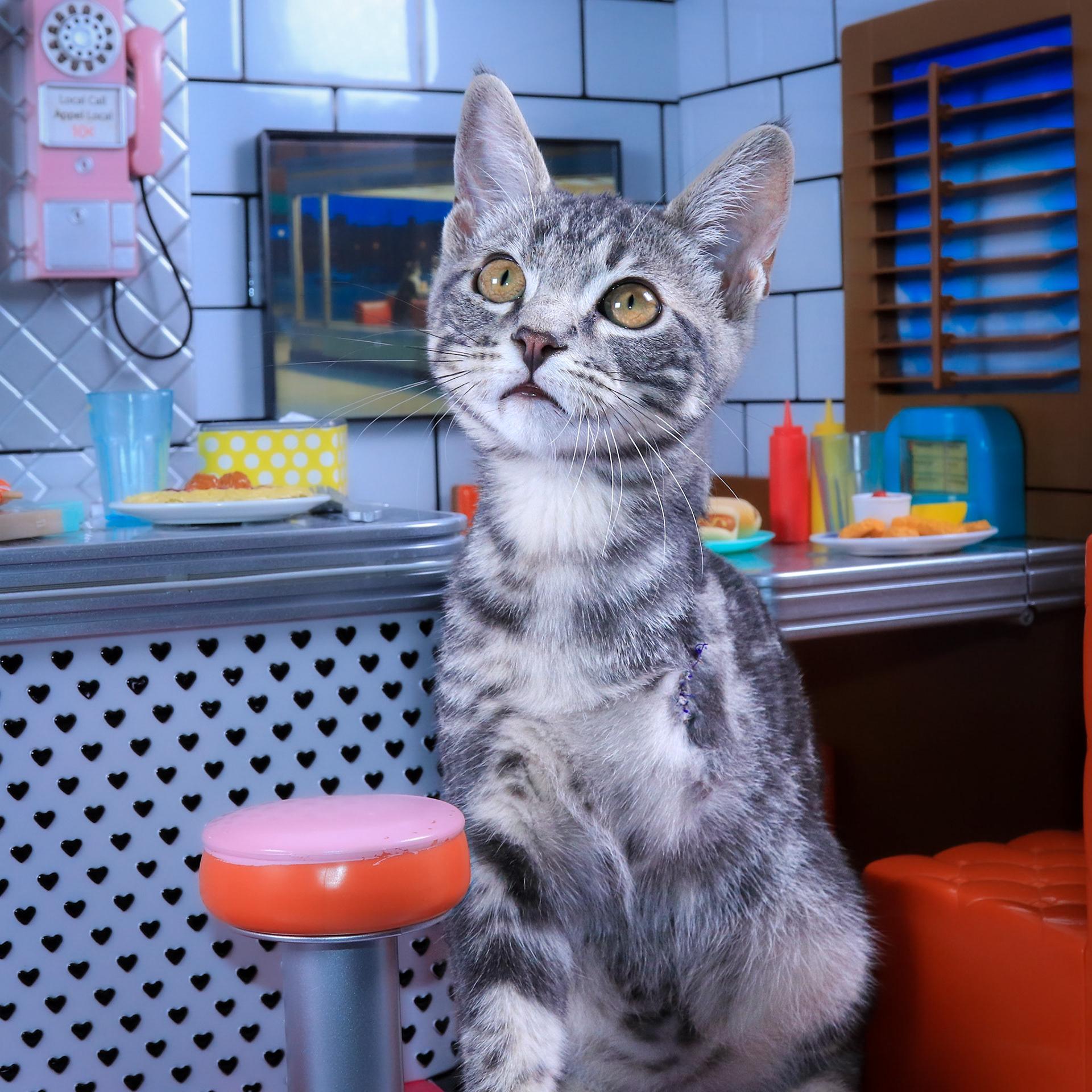 Scorpio (M-DSH-Gray/White/Tabby)
