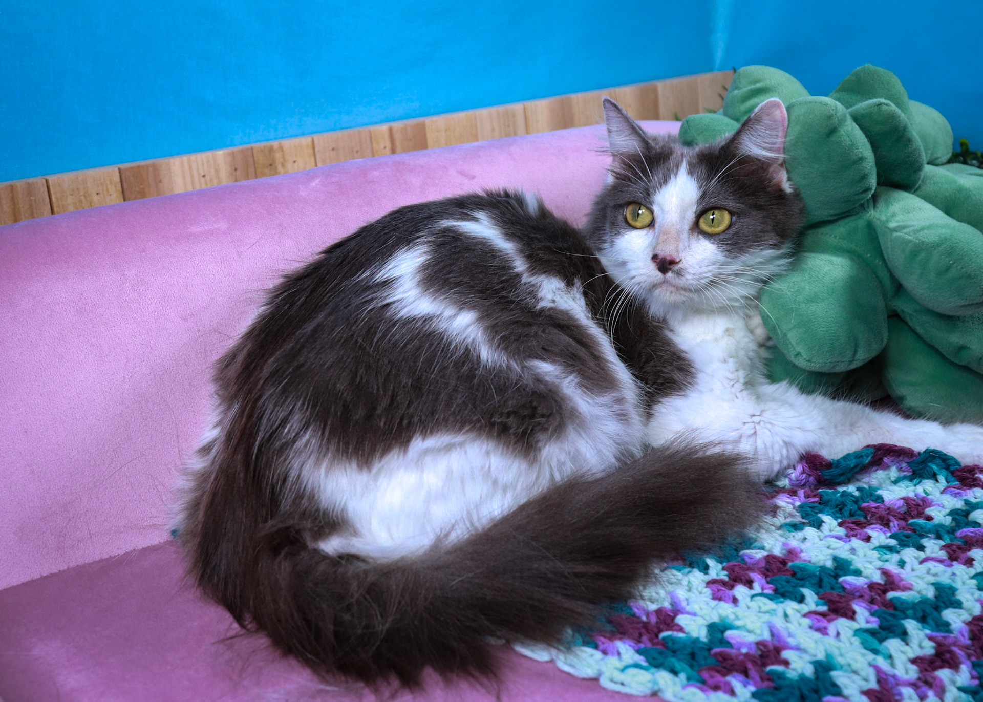 Roxy (F-DLH-Grey/White)