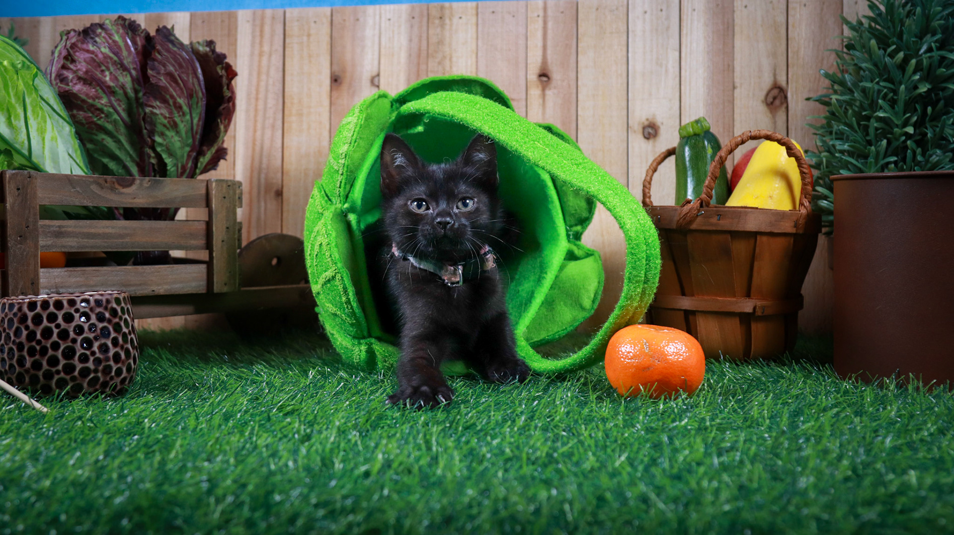 Otter (F-DSH-Black)