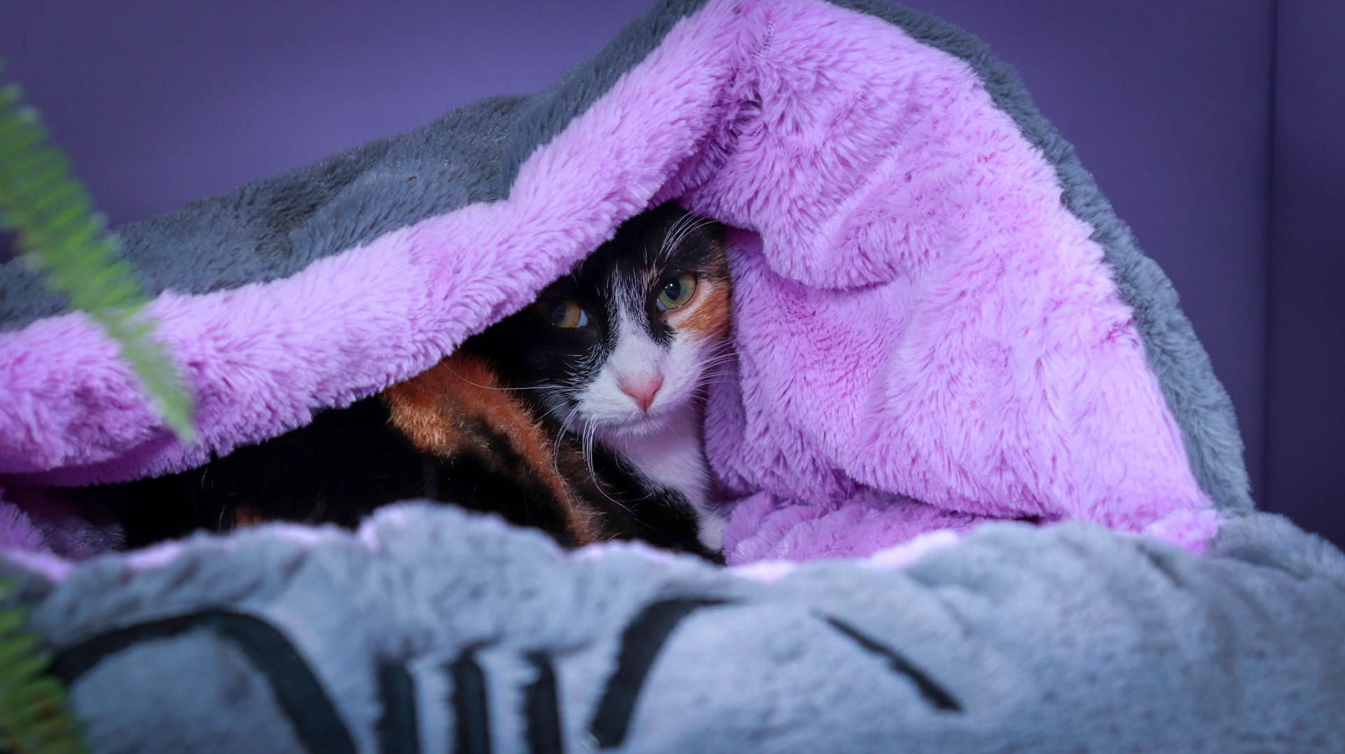 Izzy (F-DSH-Calico)