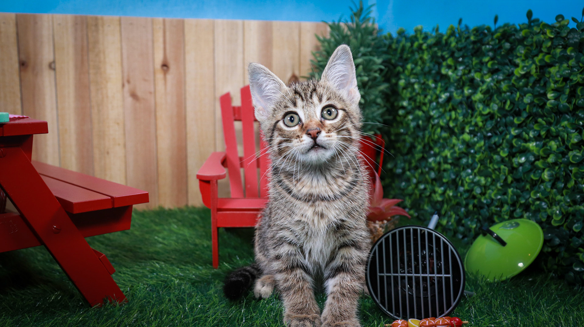 Bosky (M-DSH-Brown/Tabby)