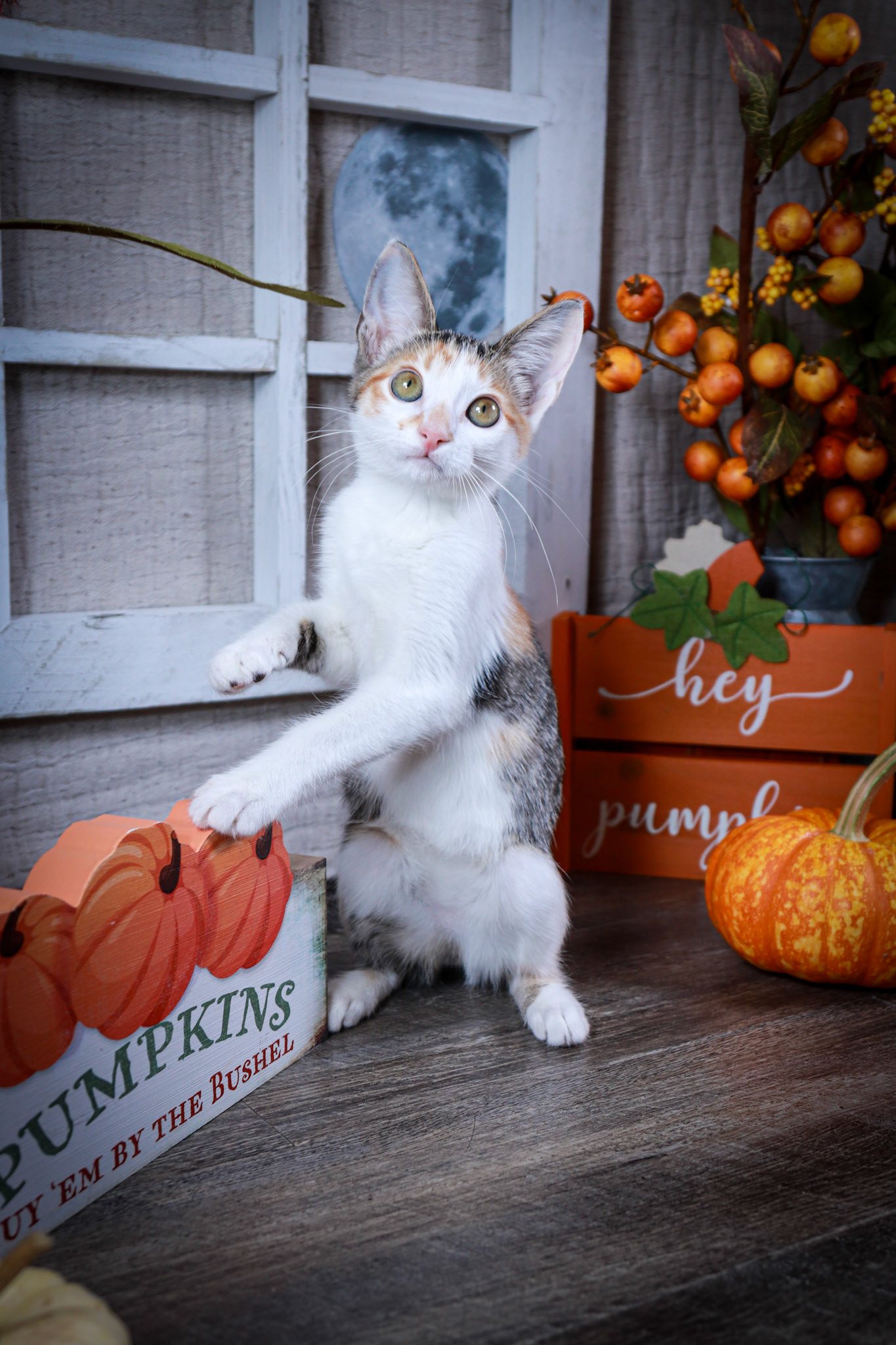 Emmie (F-DSH-Calico)