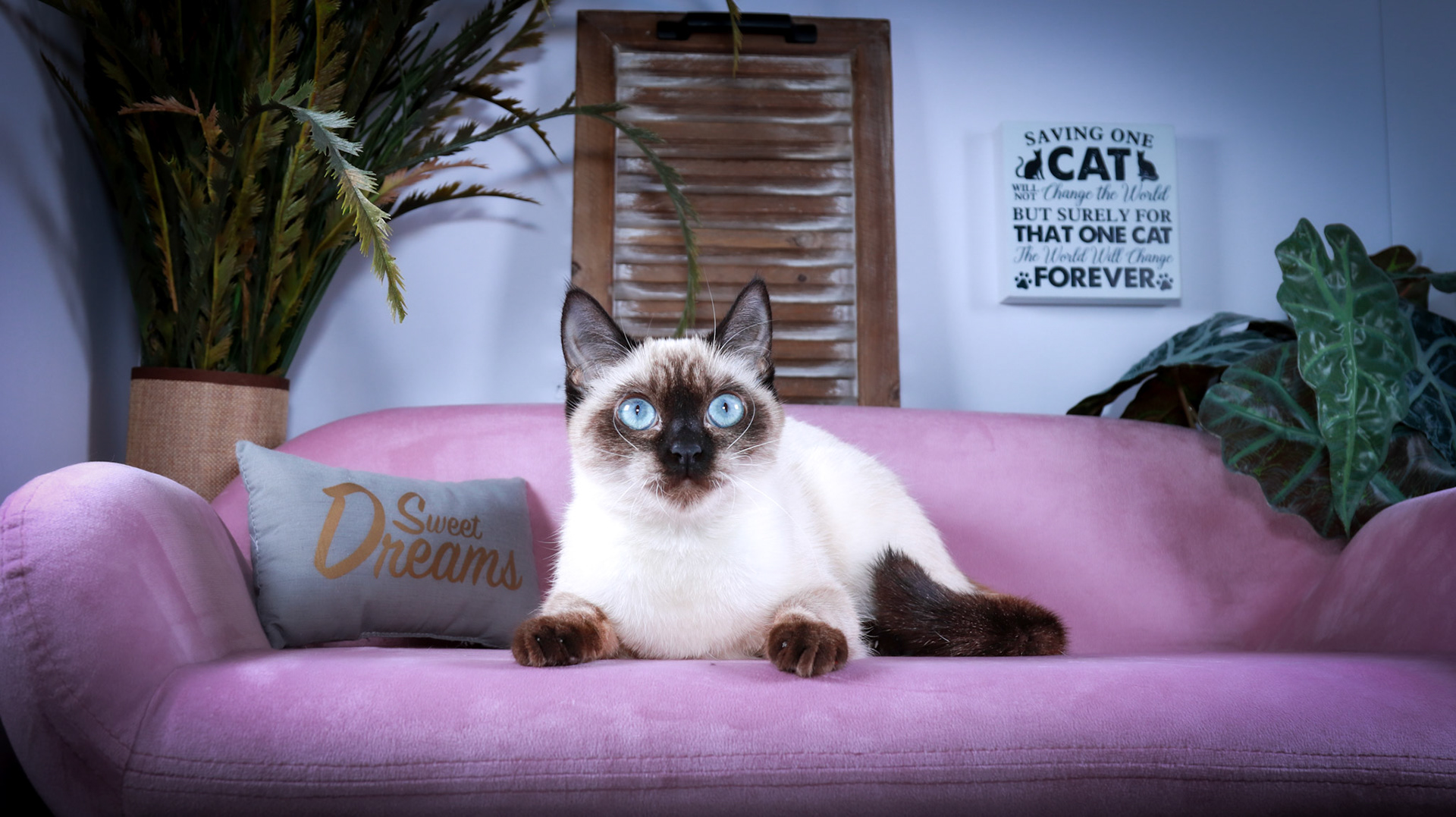 Meci (F-DSH-Seal Point Siamese)