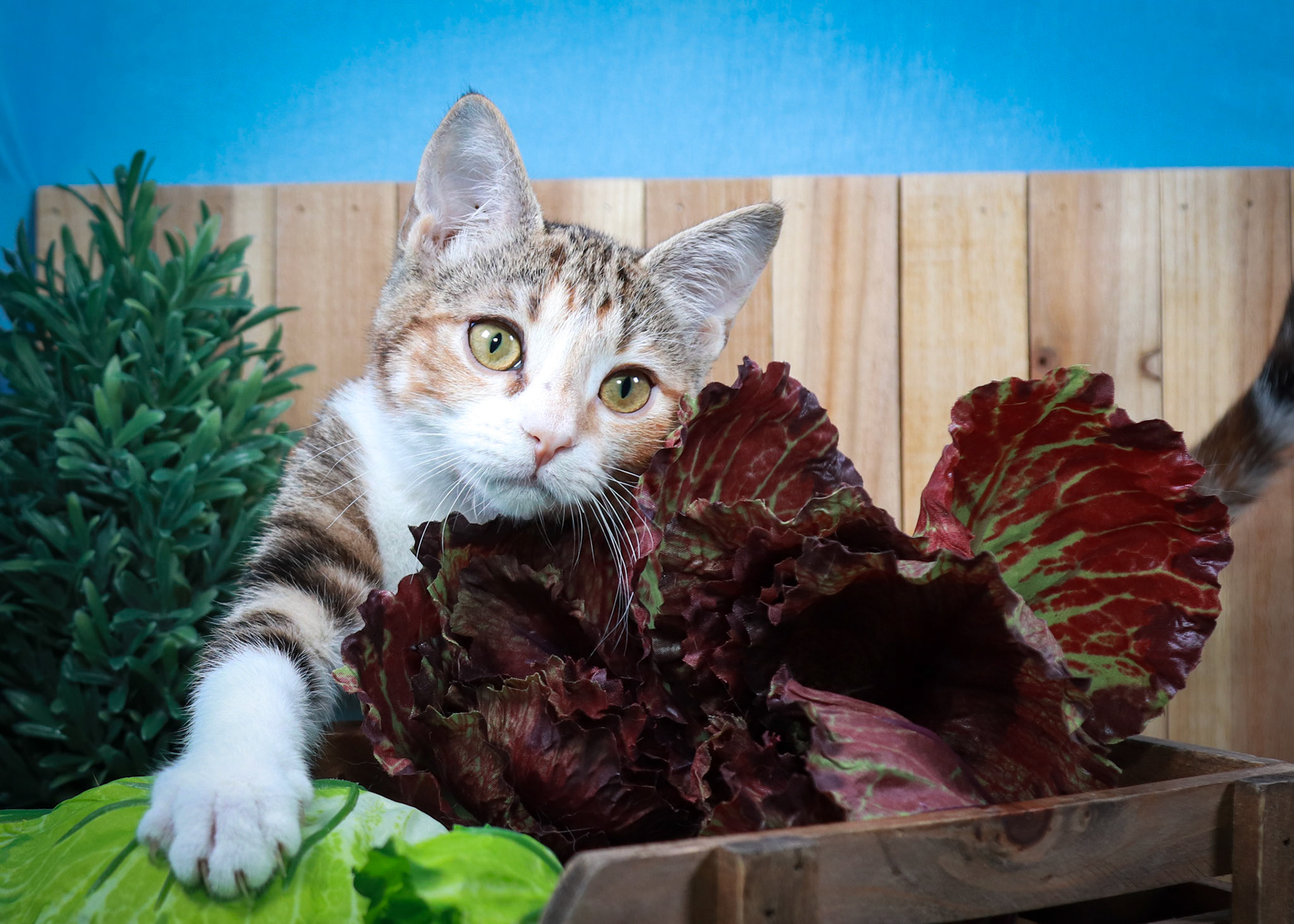 Dottie (F-DSH-Tabbico)