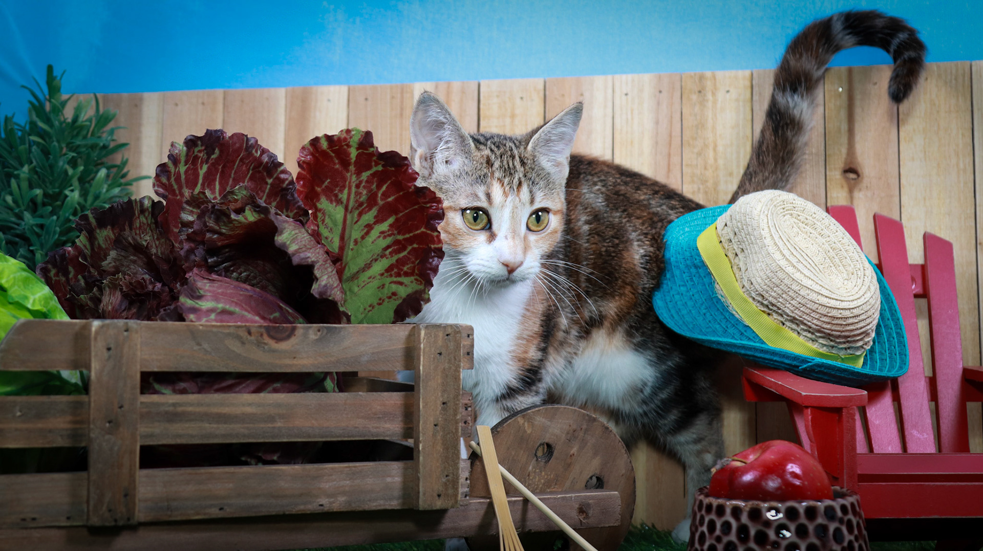 Dottie (F-DSH-Tabbico)