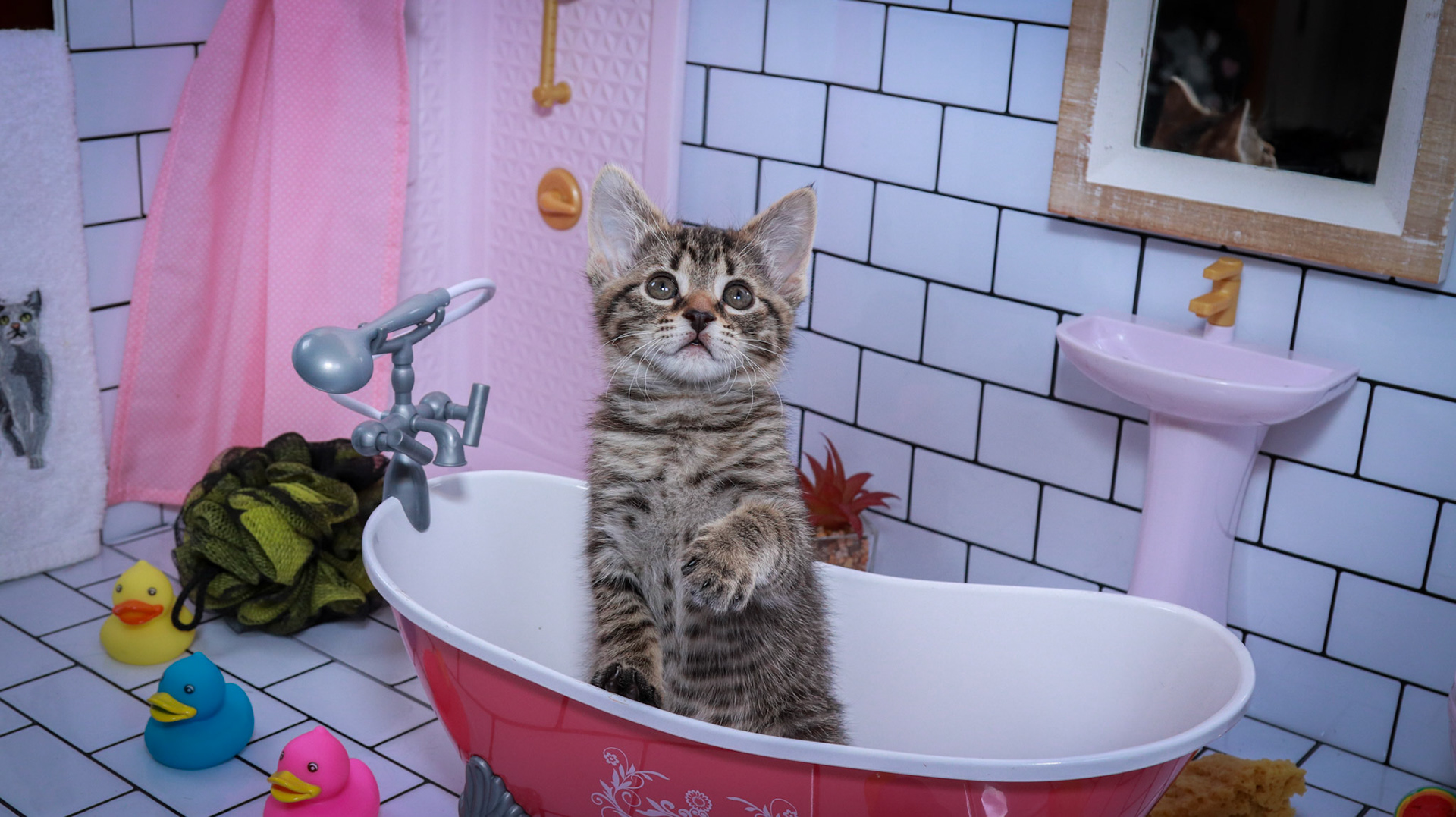 Maggie (F-DSH-Tabby)