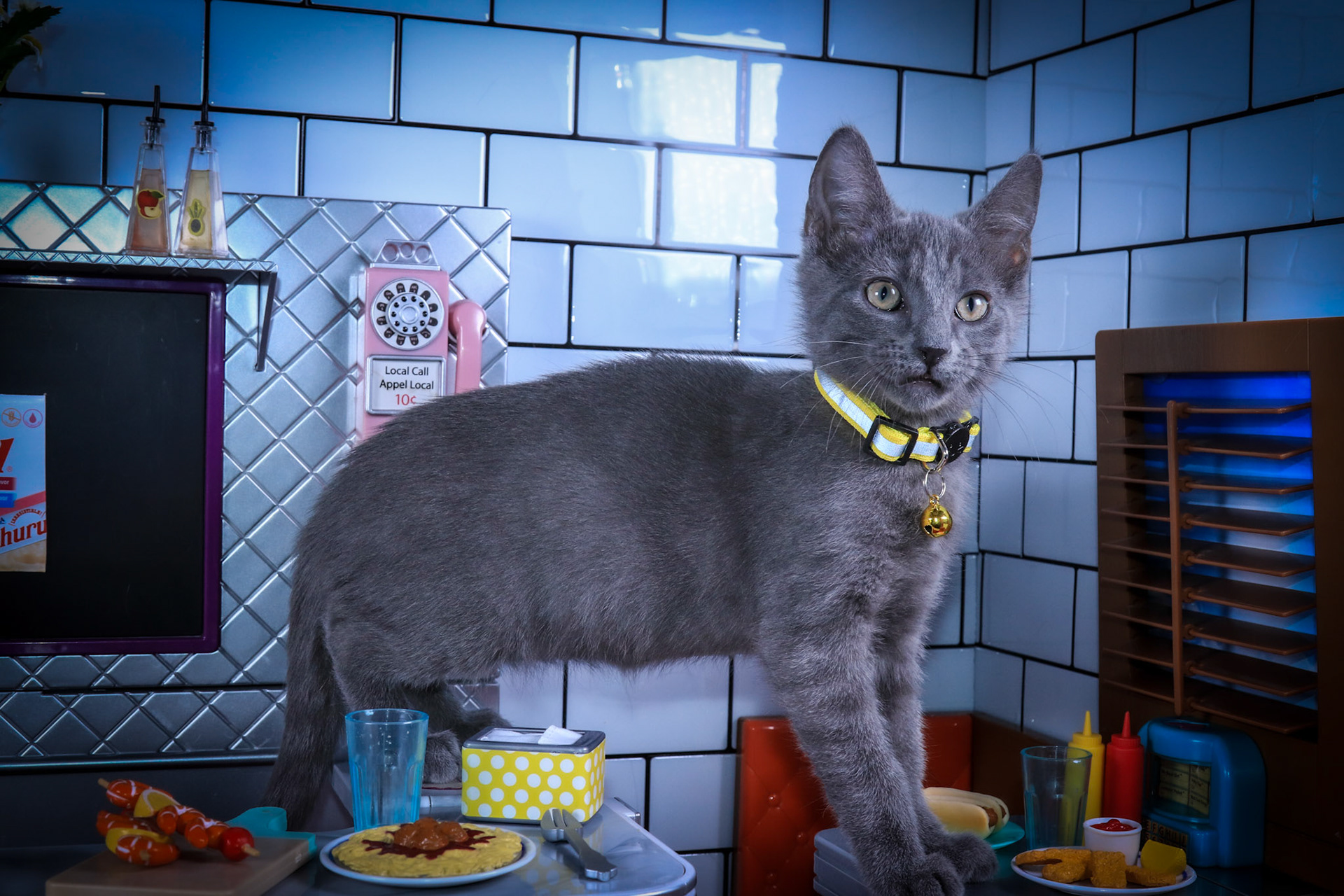 Stark (M-DSH-Gray/Yellow Collar)