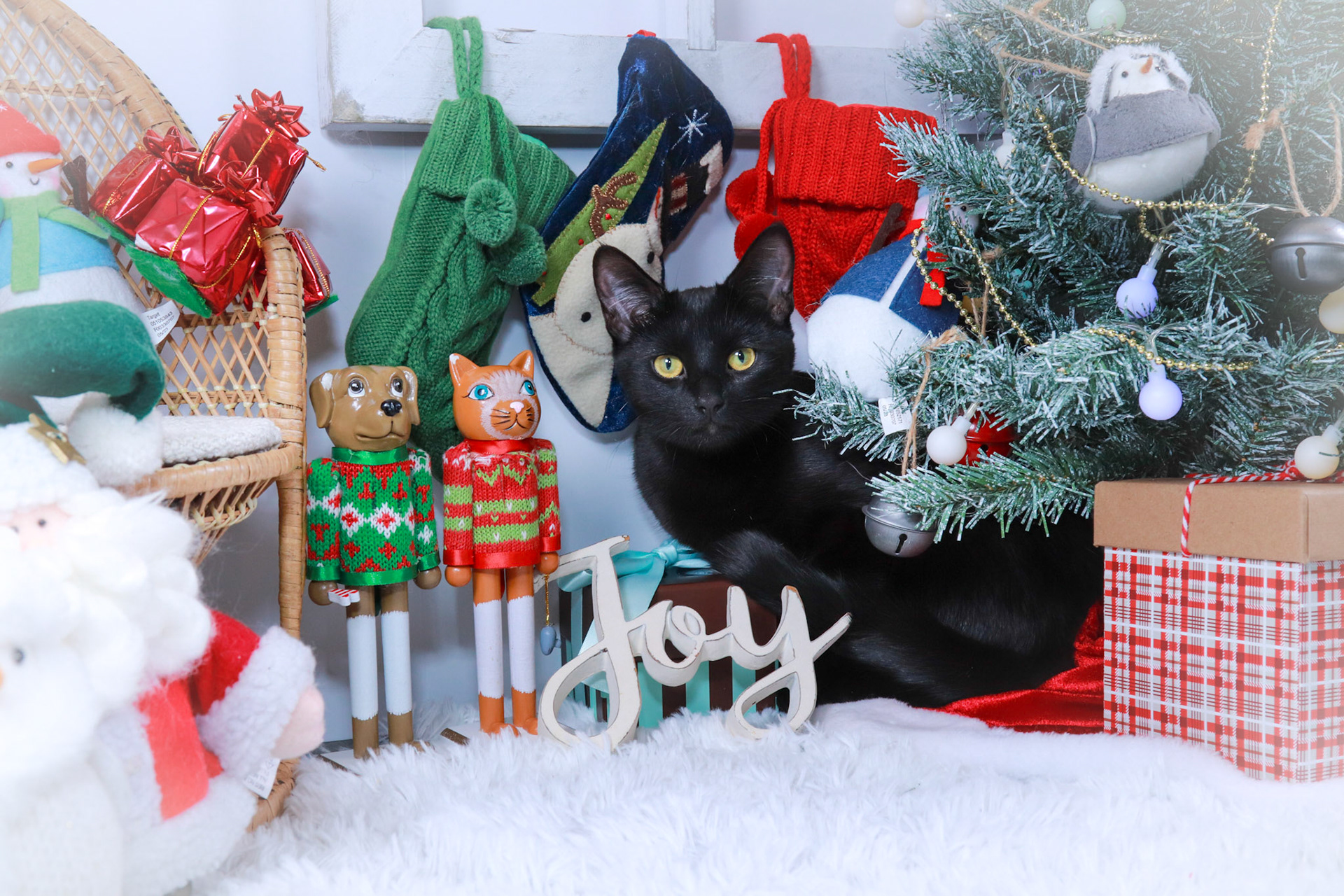 Skipper (F-DSH-Black)