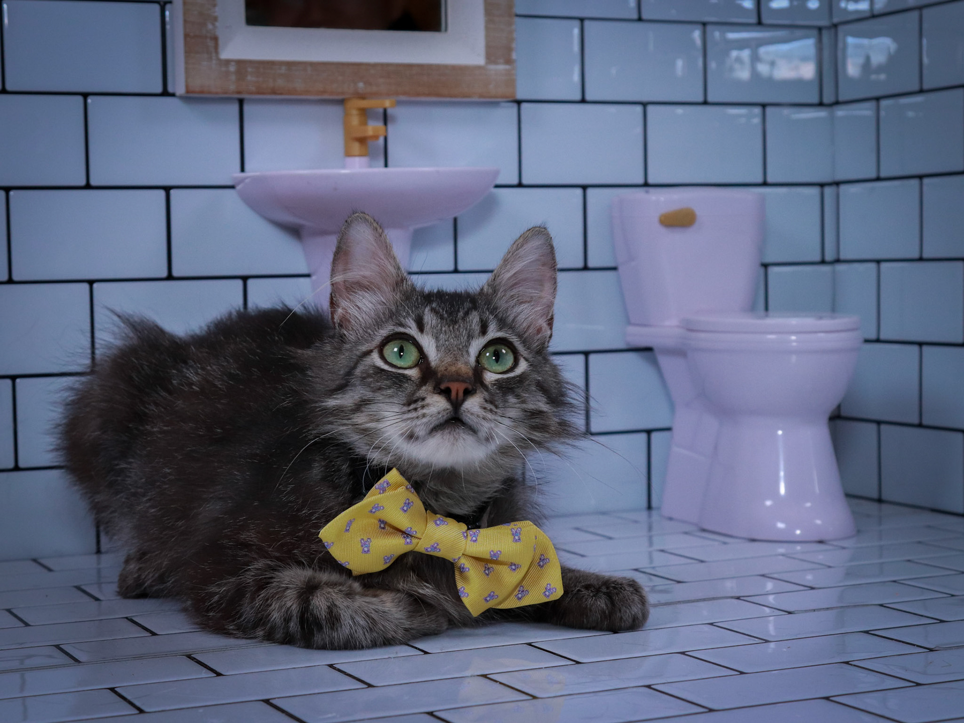 Bucky (M-DMH-Tabby)
