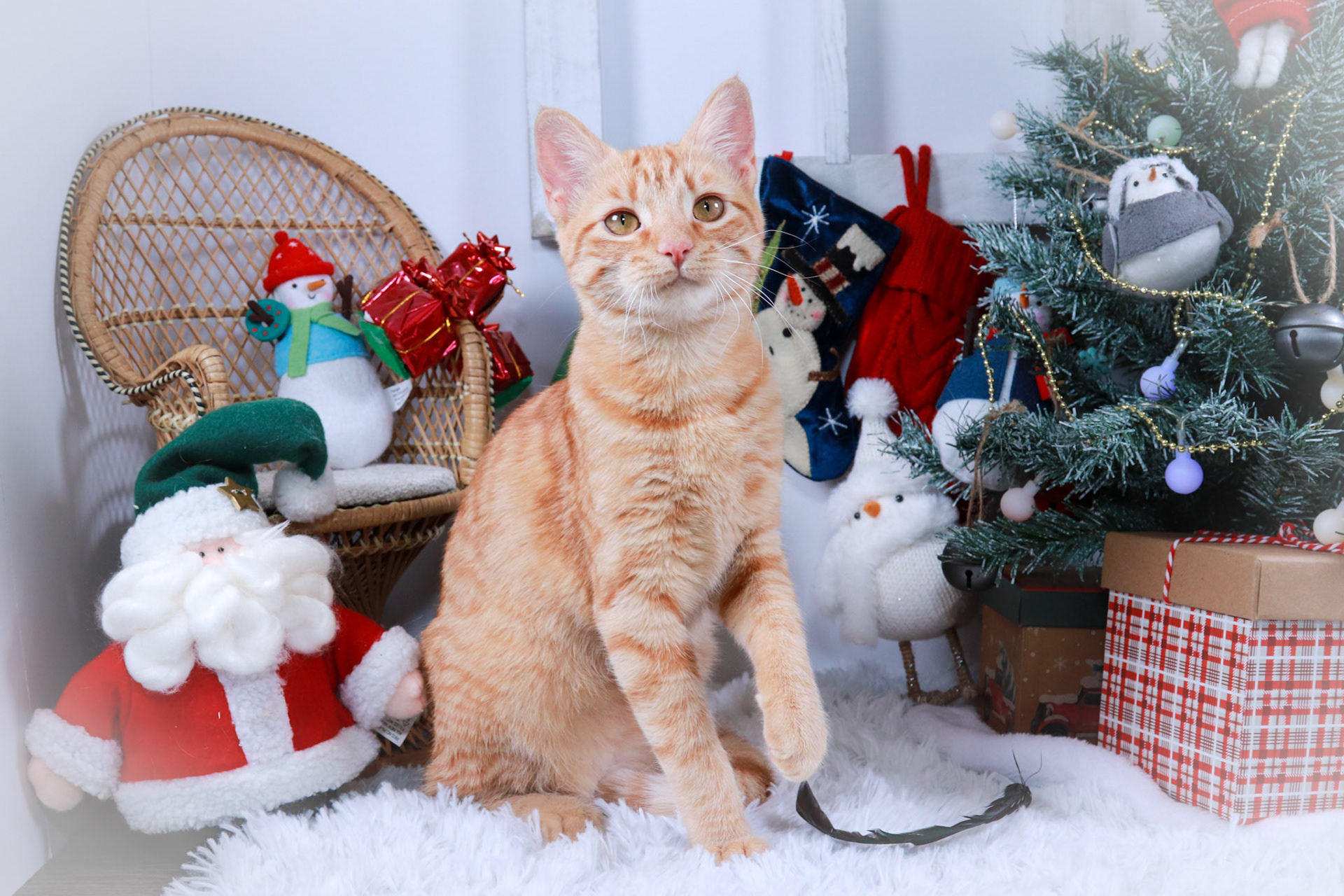 Barbie (F-DSH-Ginger)