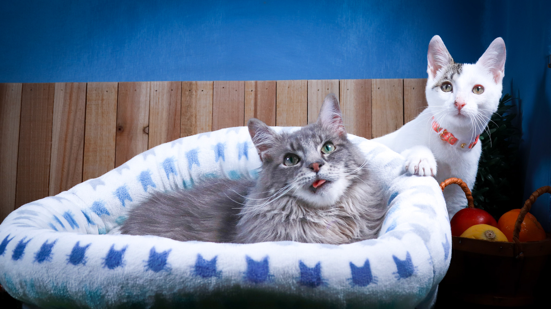 Rini (F-DSH-Tabby/White), Elven (M-DLH-Gray/Tabby)