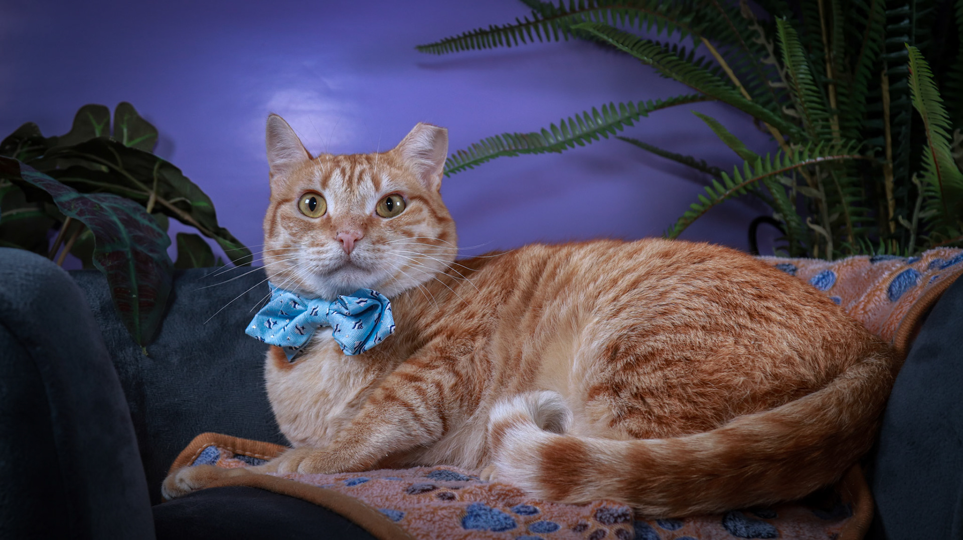 Apollo (M-DSH-Ginger)