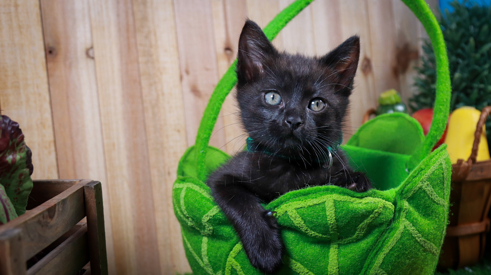 Clover (F-DSH-Black)