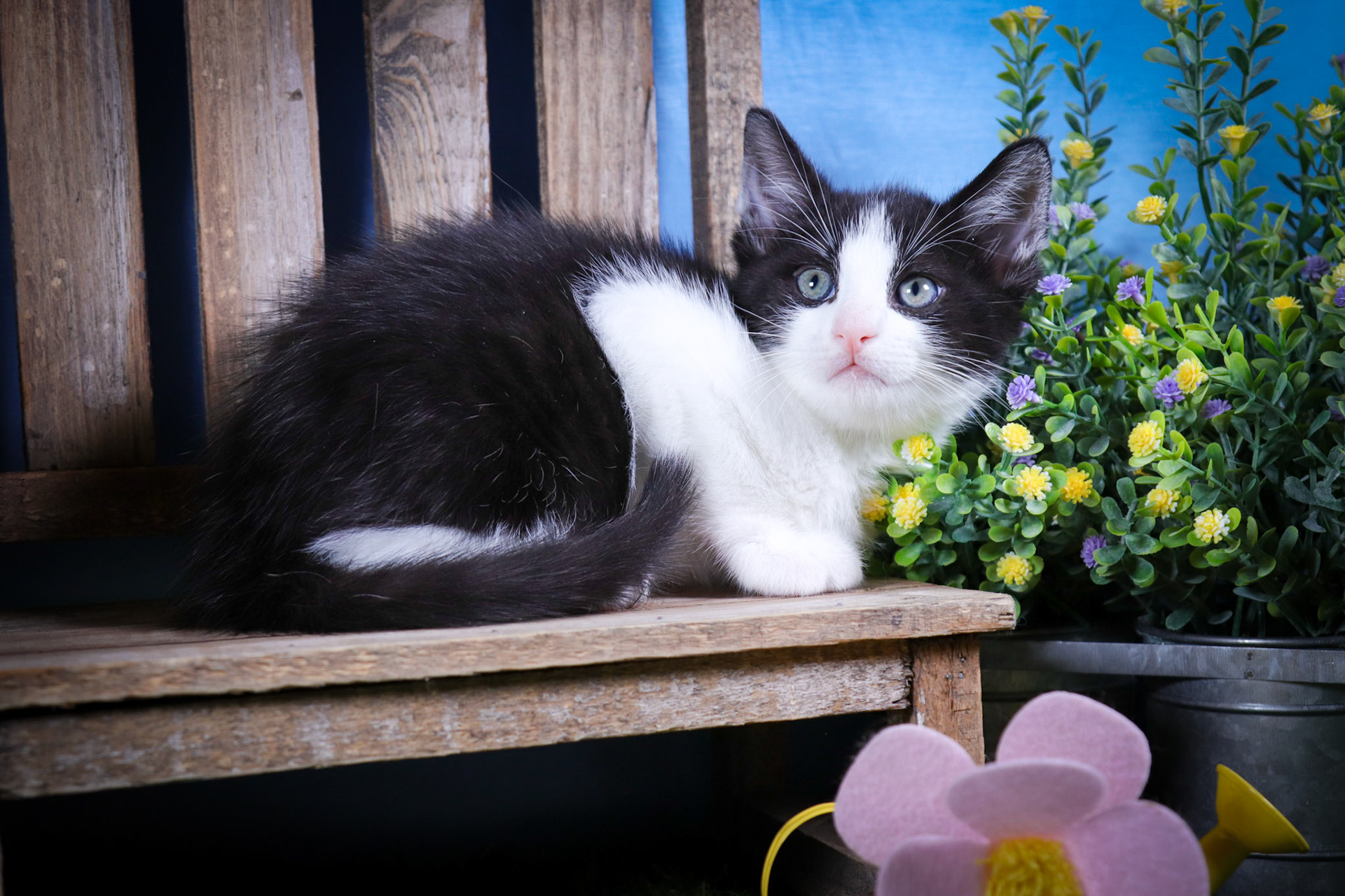 Dax (M-DSH-Tuxie)