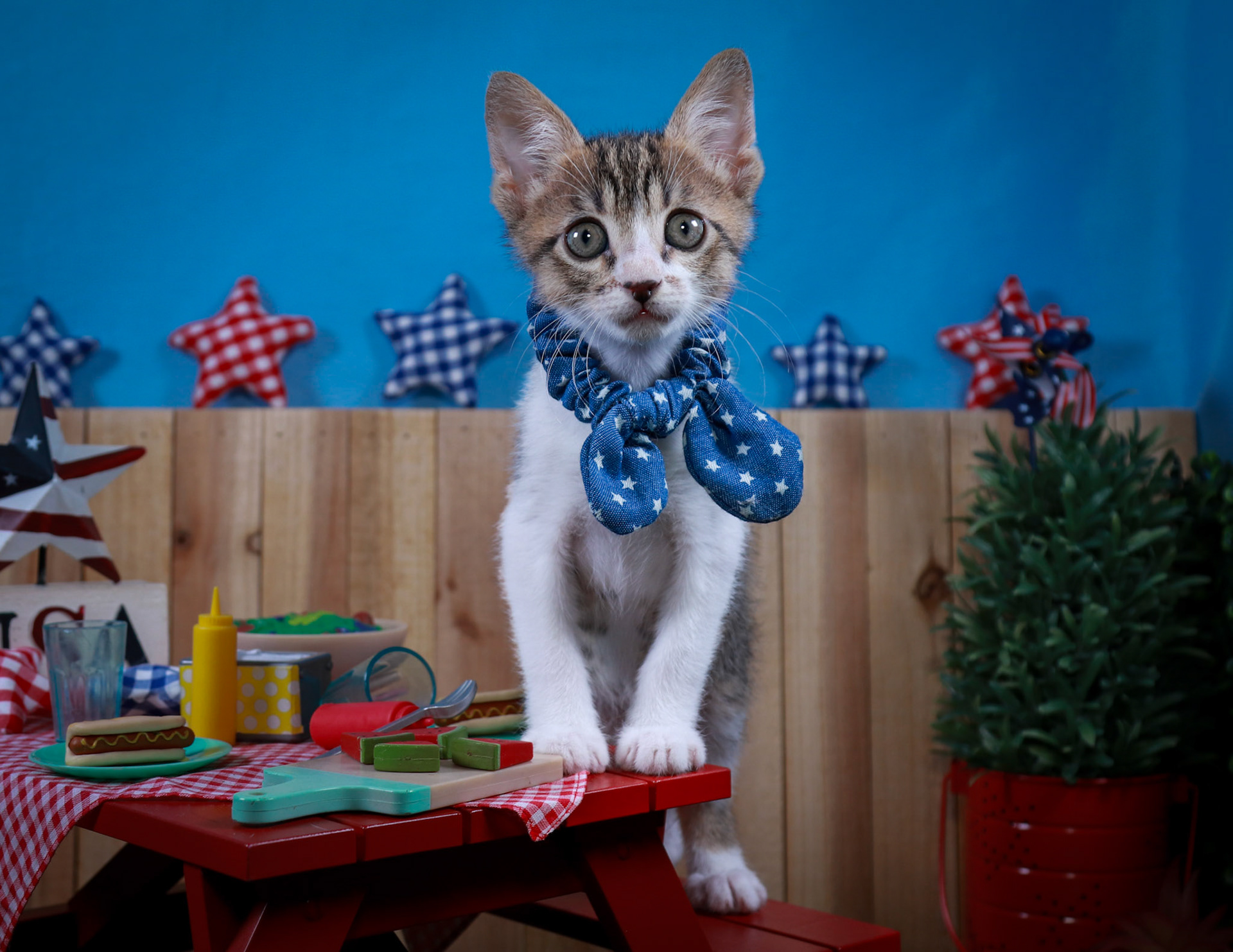 Eragon (M-DSH-Tabby/White)