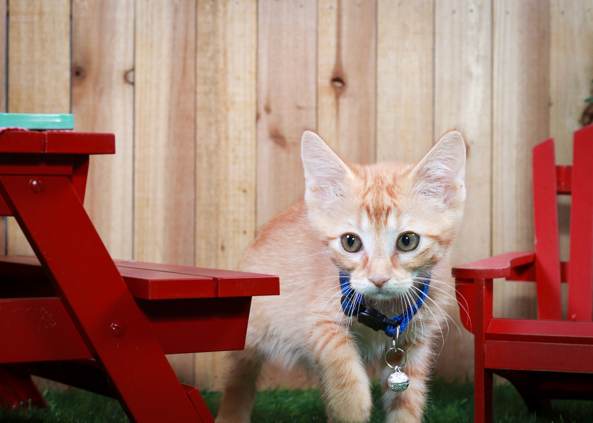 Cayenne (M-DSH-Ginger)