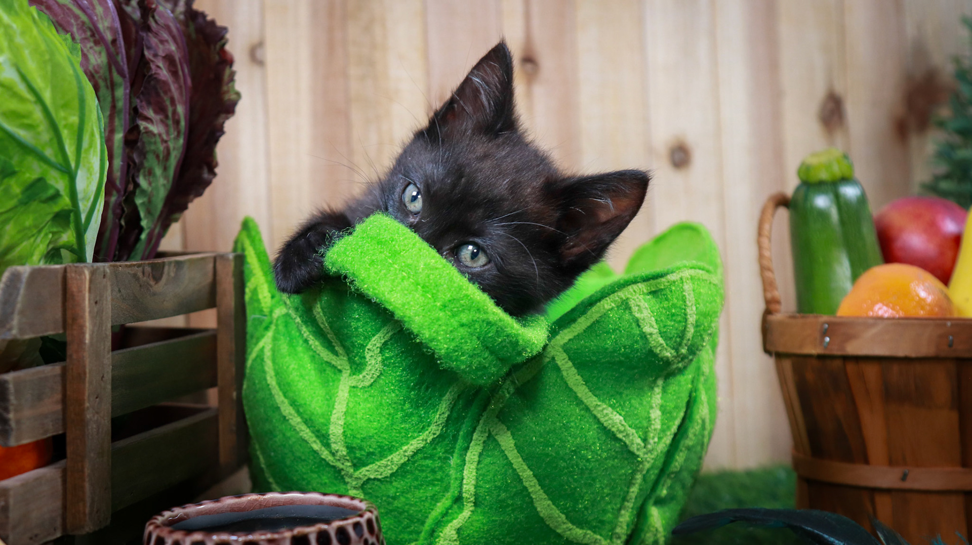 Clover (F-DSH-Black), Walter (M-DSH-Tabby)