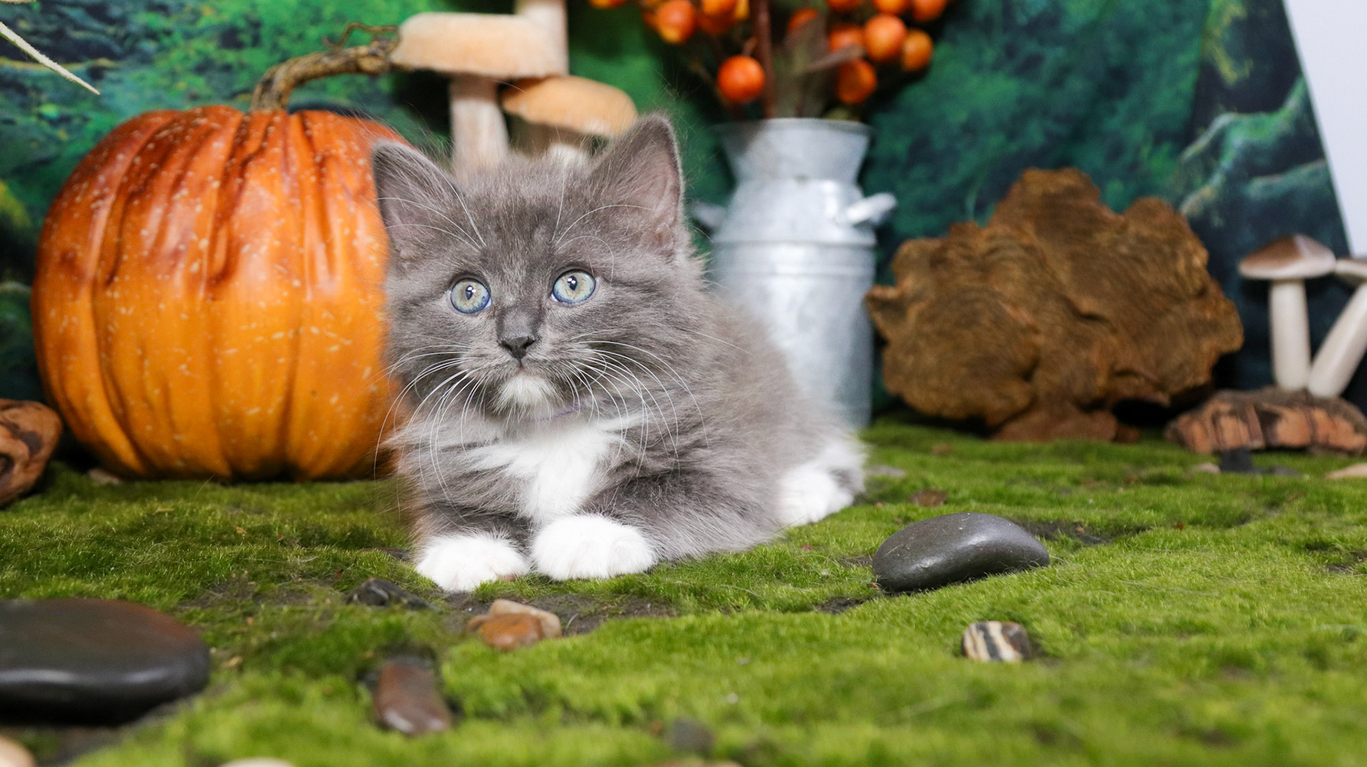Oakley (F-DLH-Gray/White/Tuxie)