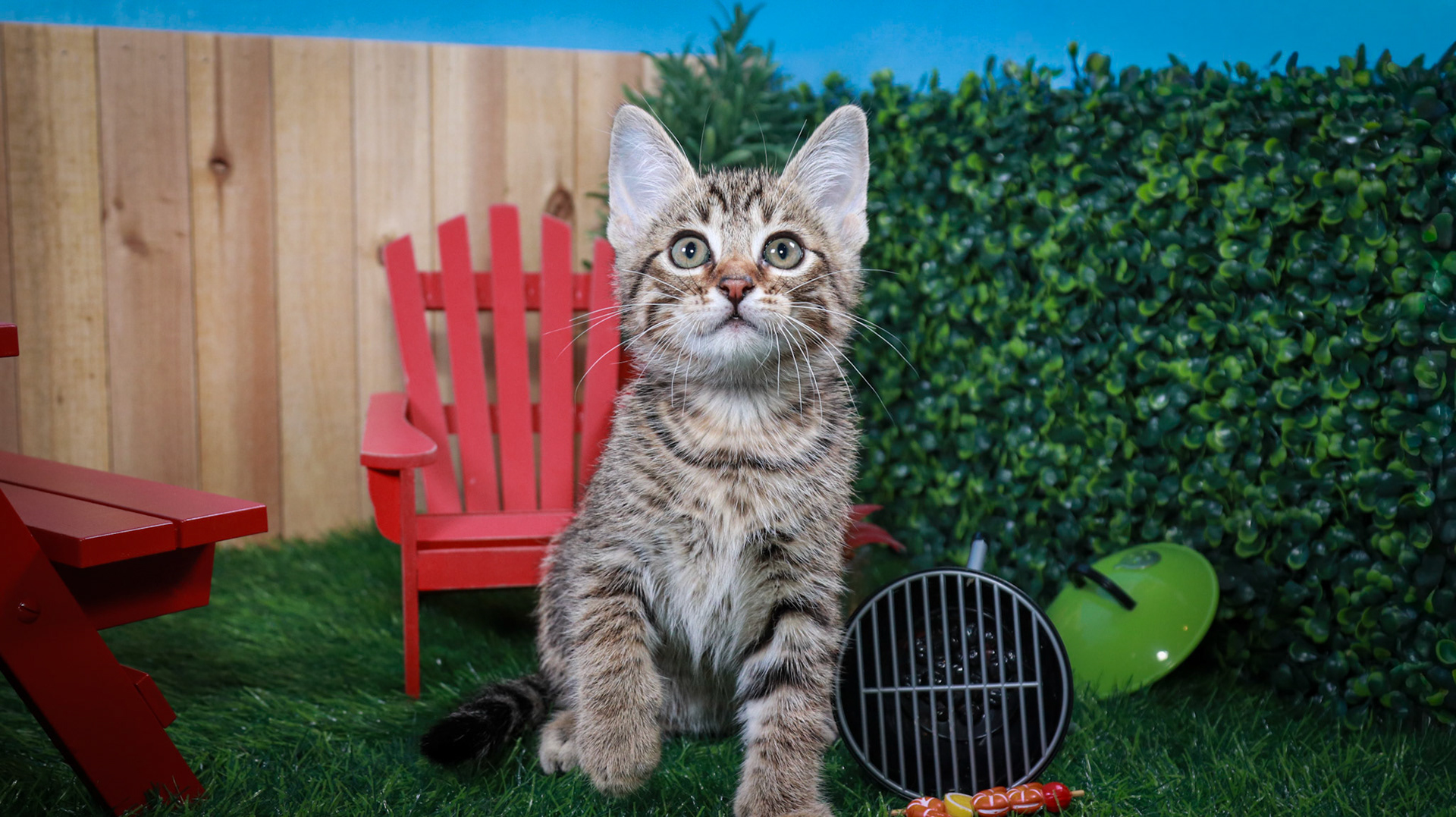 Bosky (M-DSH-Brown/Tabby)