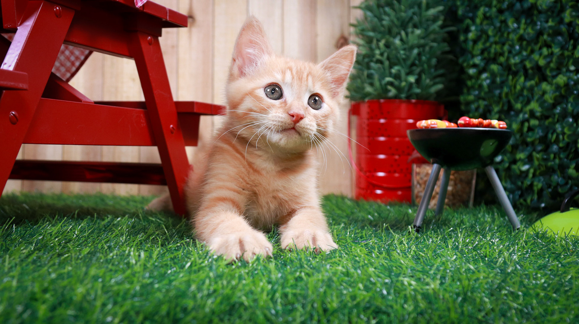 Gus Gus (M-DSH-Ginger)