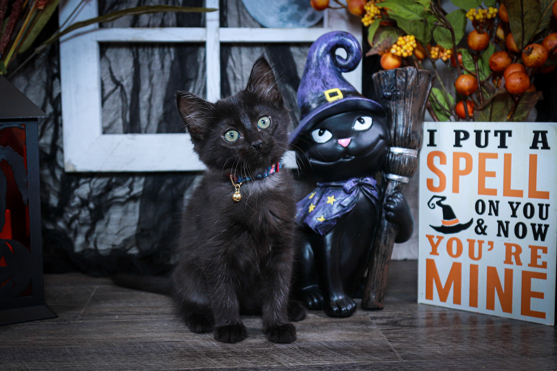 Boo (F-DLH-Black)