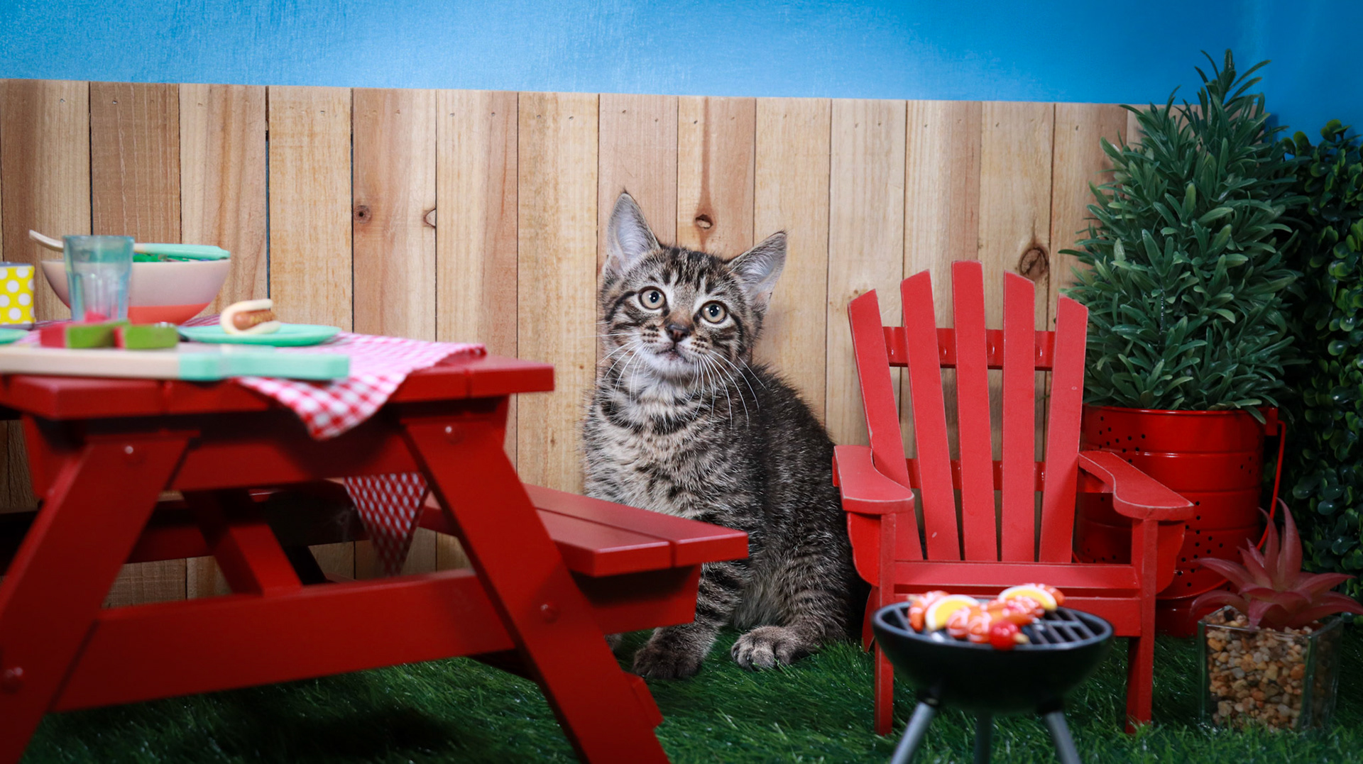 Timber (M-DSH-Brown/Tabby)