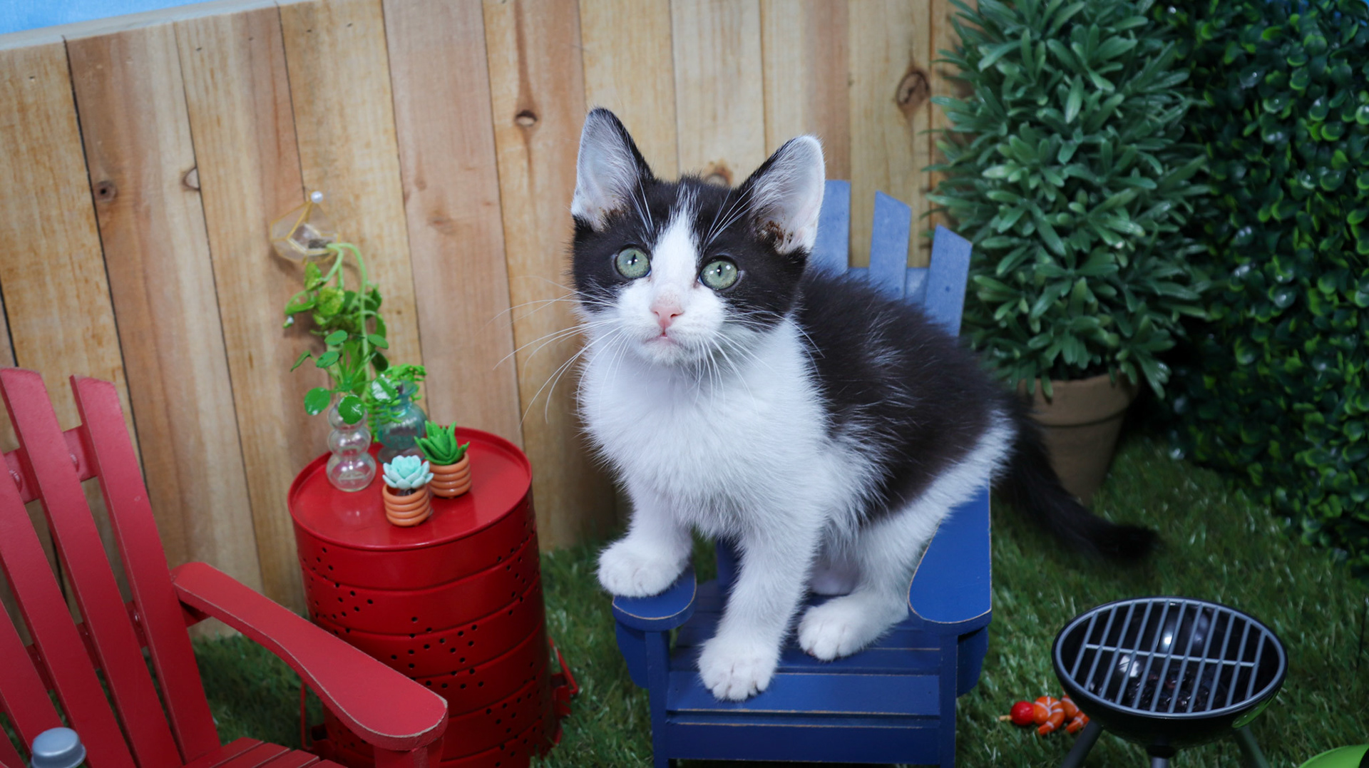 Phineas (M-DSH-Black/White/Tuxie)