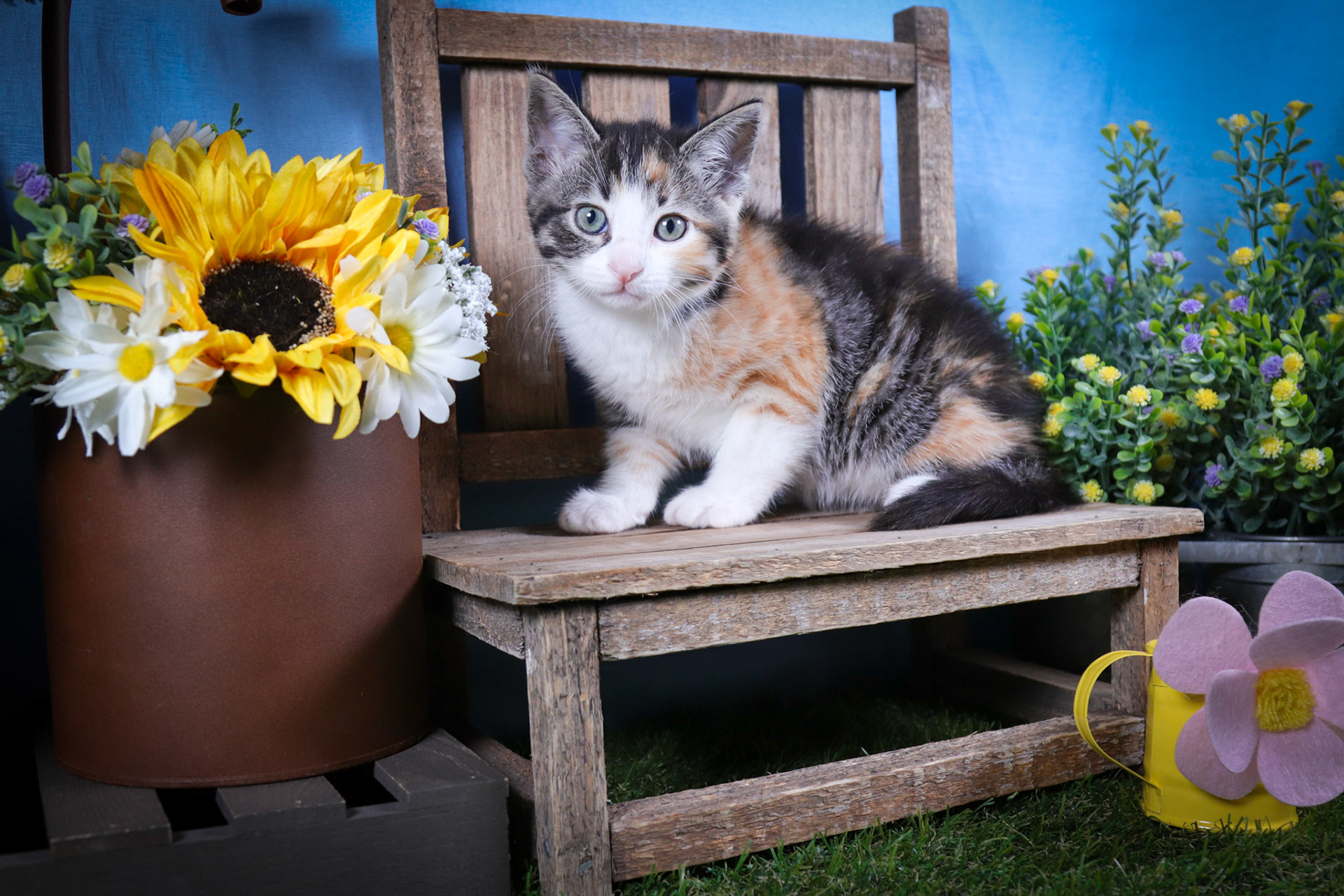 Lottie (F-DSH-Calico)